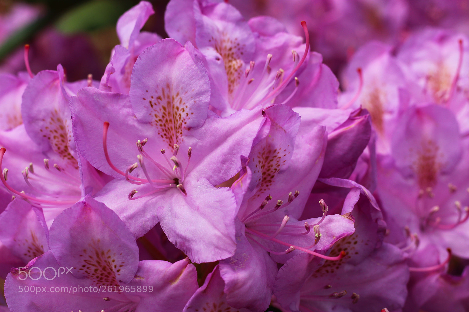 Canon EOS 1300D (EOS Rebel T6 / EOS Kiss X80) sample photo. Pink flowers close up photography