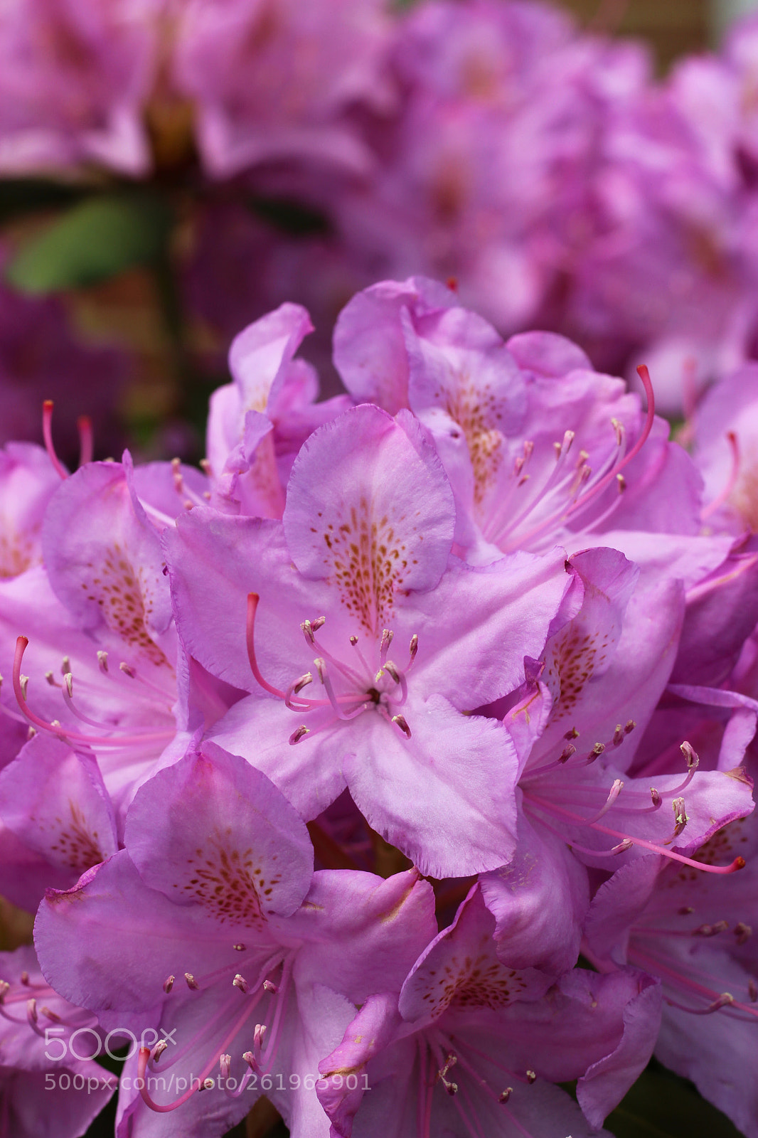 Canon EOS 1300D (EOS Rebel T6 / EOS Kiss X80) sample photo. Pink flowers of summer photography