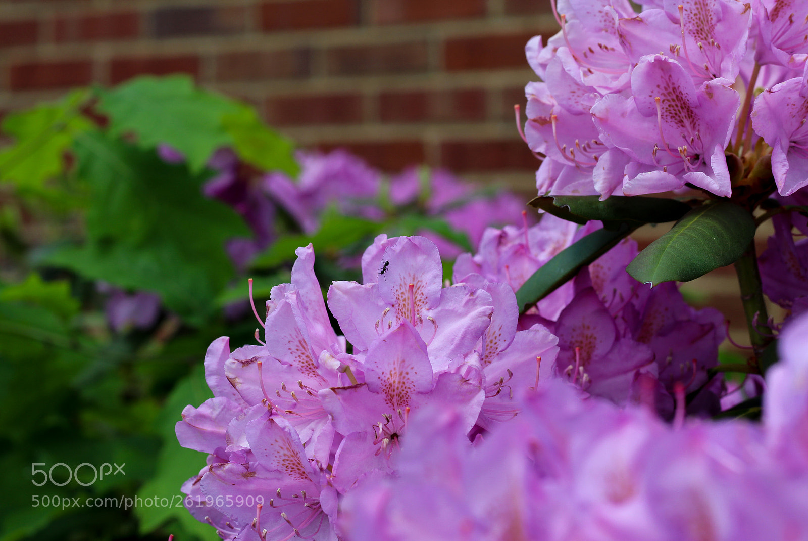 Canon EOS 1300D (EOS Rebel T6 / EOS Kiss X80) sample photo. Pink flower with ant photography