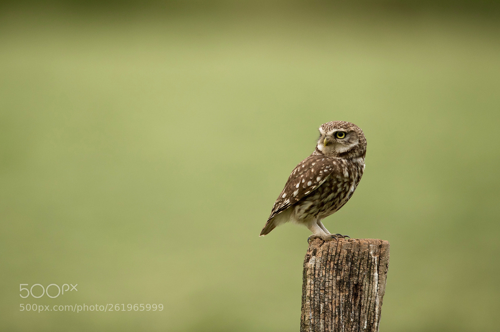 Canon EOS-1D X Mark II sample photo. Screech owl 2 photography