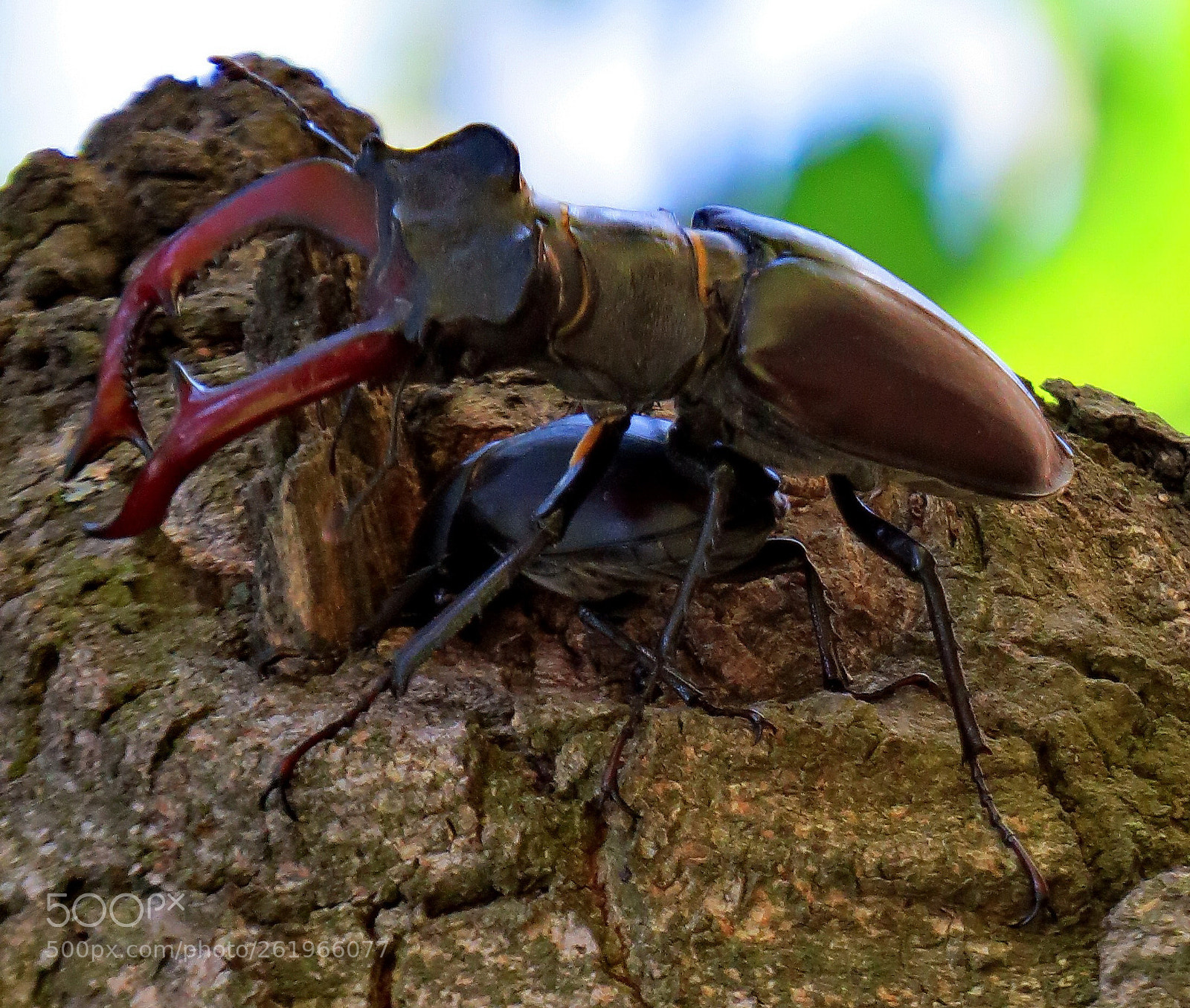 Canon PowerShot SX50 HS sample photo. Clung to the stump. photography