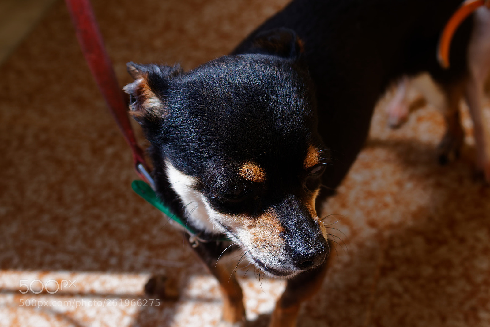 Canon EOS 1300D (EOS Rebel T6 / EOS Kiss X80) sample photo. Dog photography
