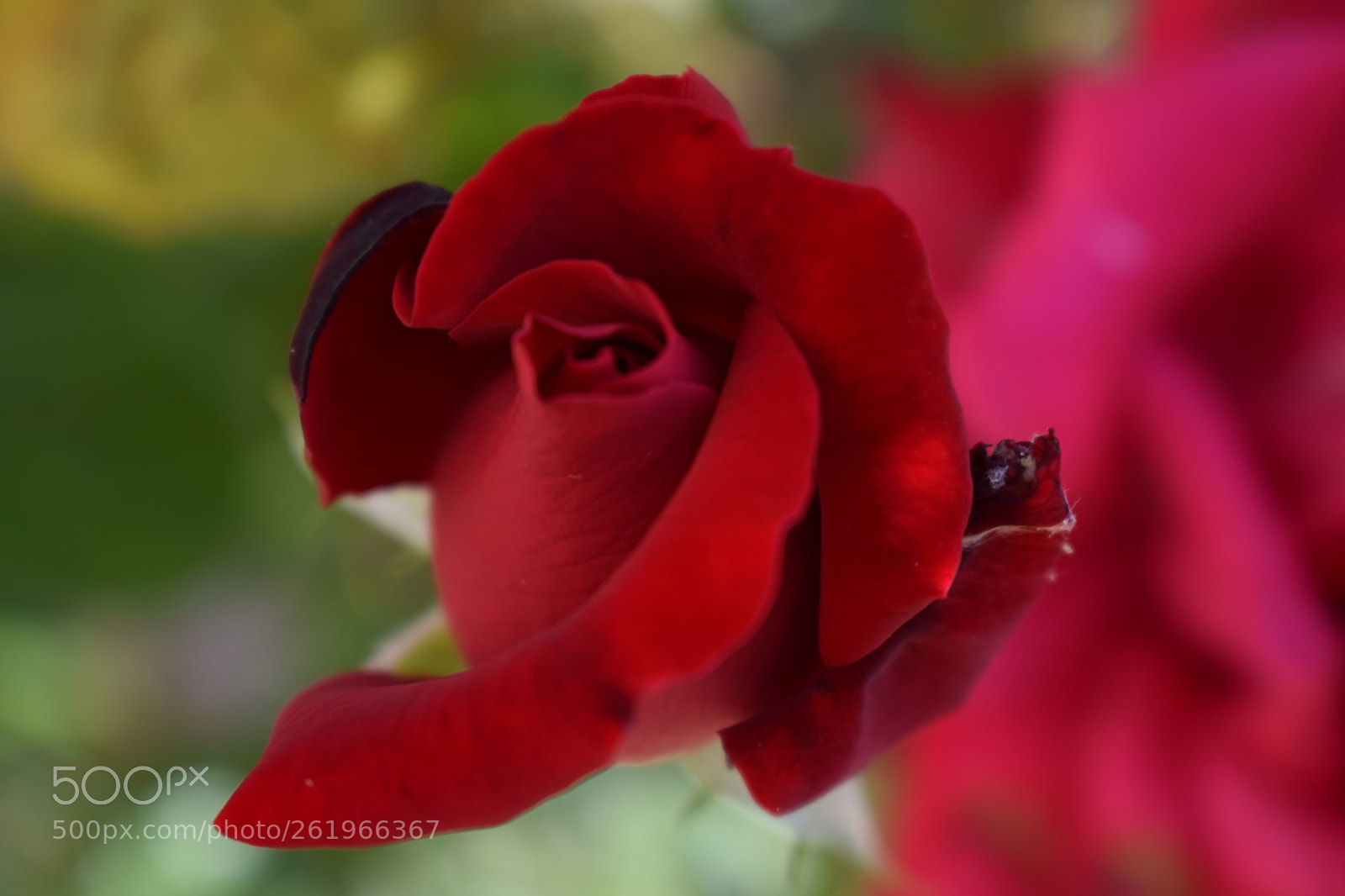 Nikon D3300 sample photo. Untitled photography