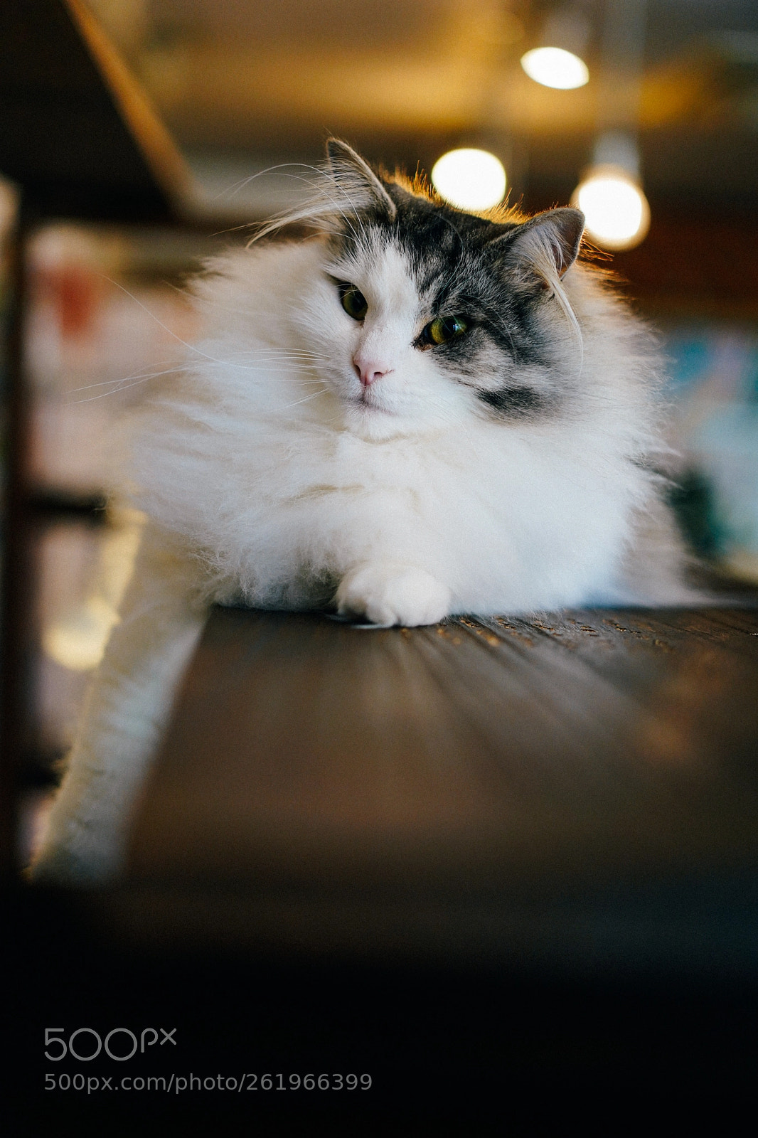 Sony a7 III sample photo. Niko photography
