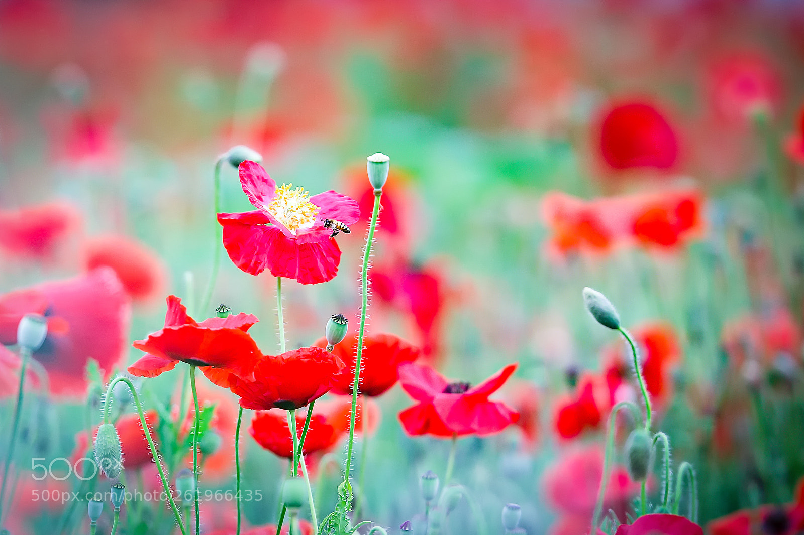 Canon EOS 6D sample photo. Poppies photography