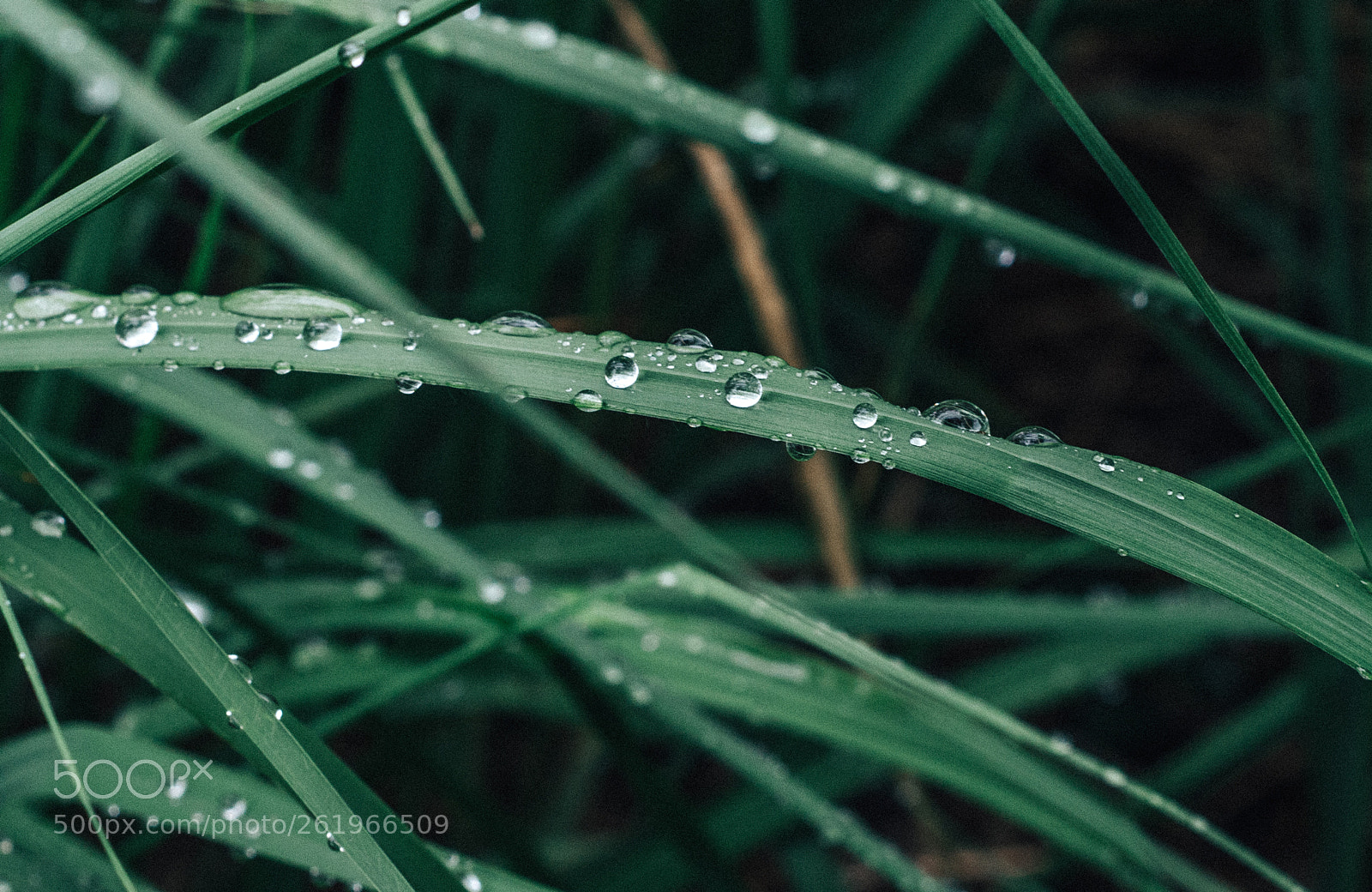 Nikon D3200 sample photo. After rain photography