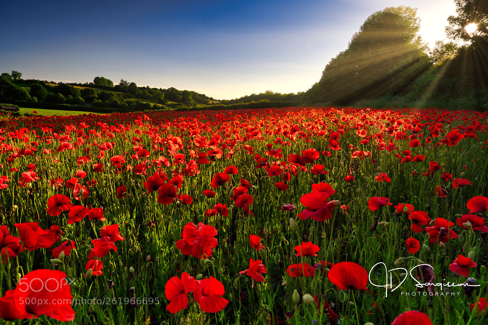 Sony a7 III sample photo. Sea of red photography