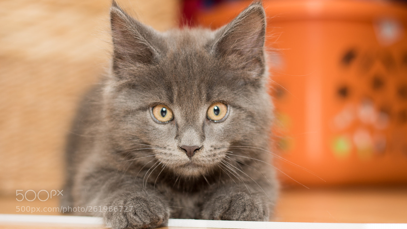 Canon EOS 750D (EOS Rebel T6i / EOS Kiss X8i) sample photo. Maine coon kitten photography