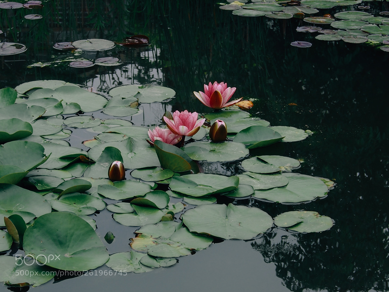 Olympus OM-D E-M5 sample photo. Lotus pond. photography