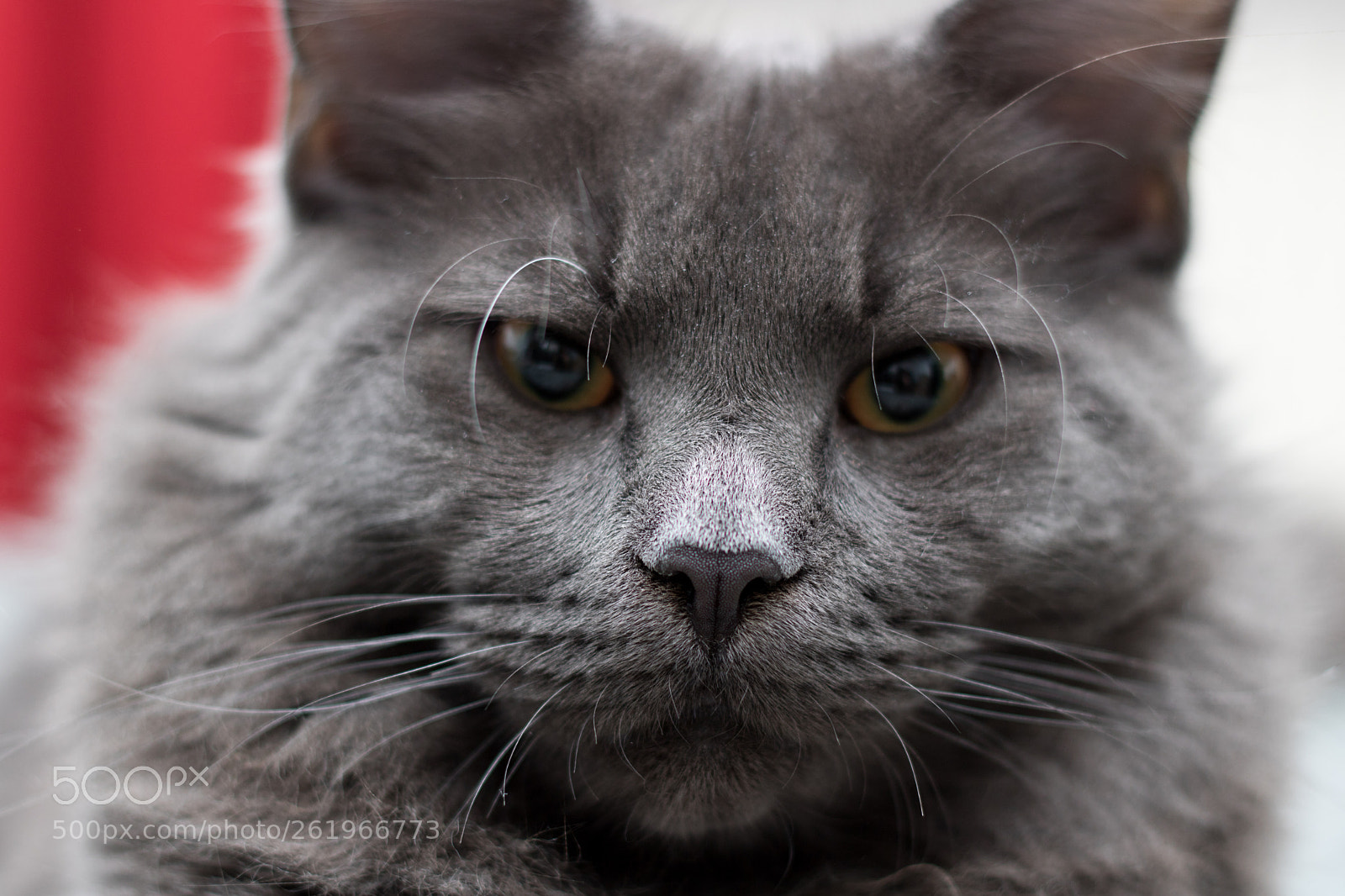 Canon EOS 750D (EOS Rebel T6i / EOS Kiss X8i) sample photo. Maine coon photography
