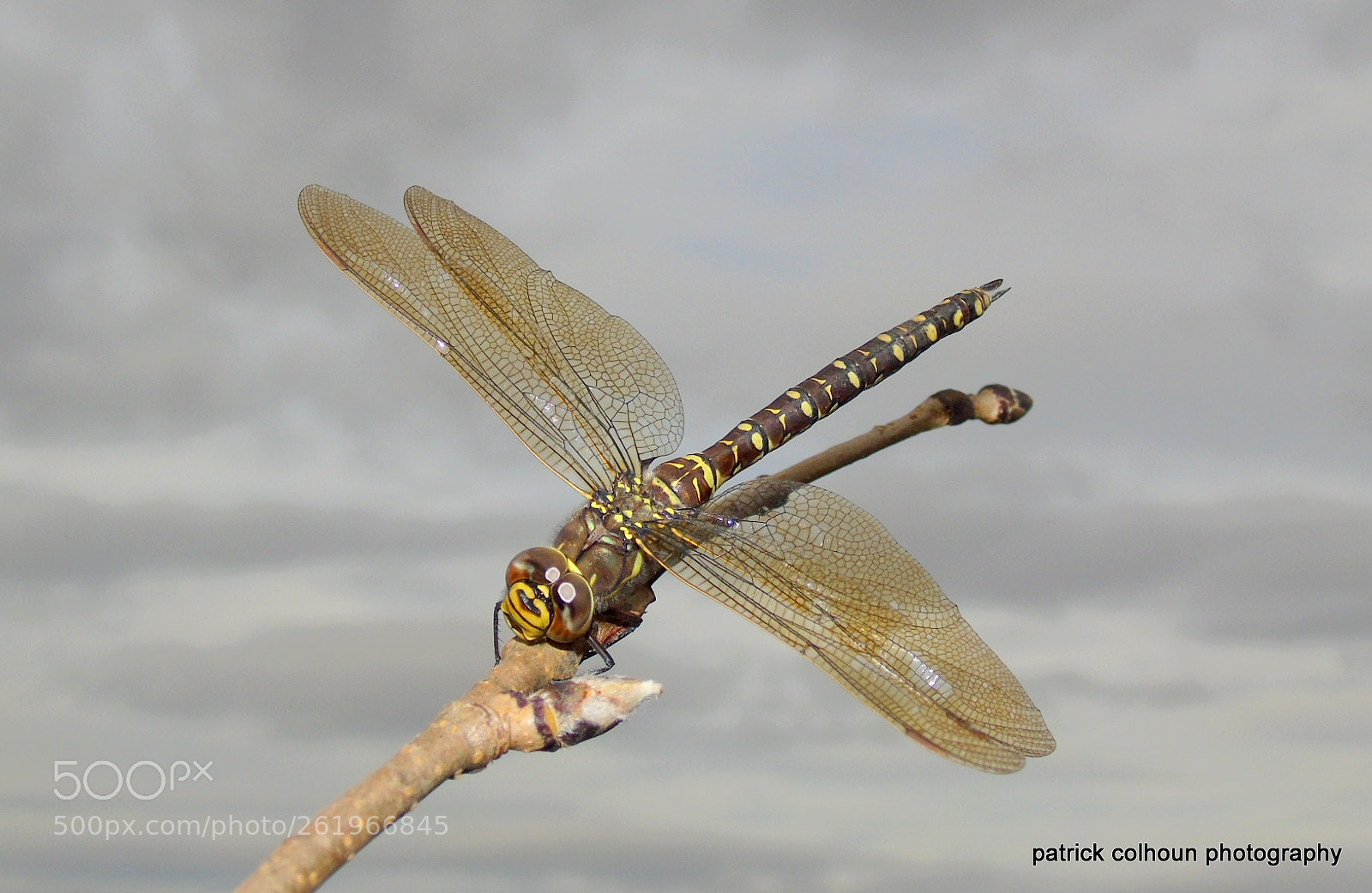 Sony Cyber-shot DSC-H400 sample photo. Common hawker dragonfly photography