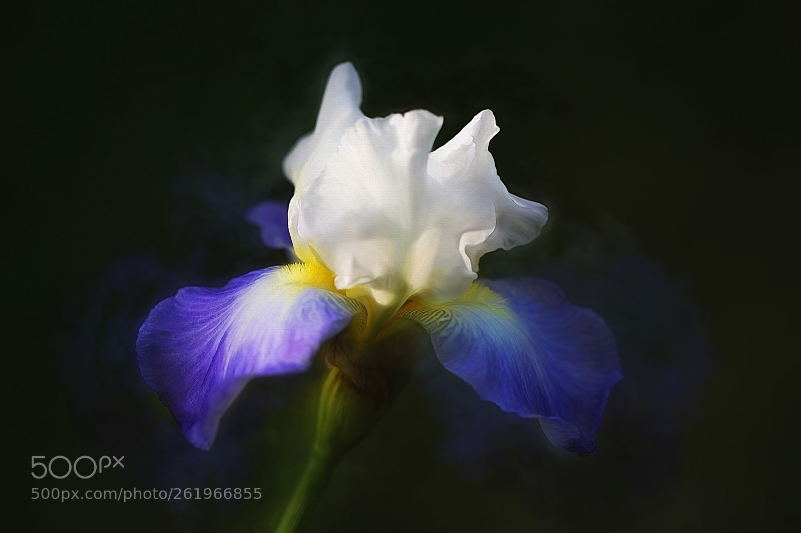 Canon EOS 5D Mark IV sample photo. Iris photography