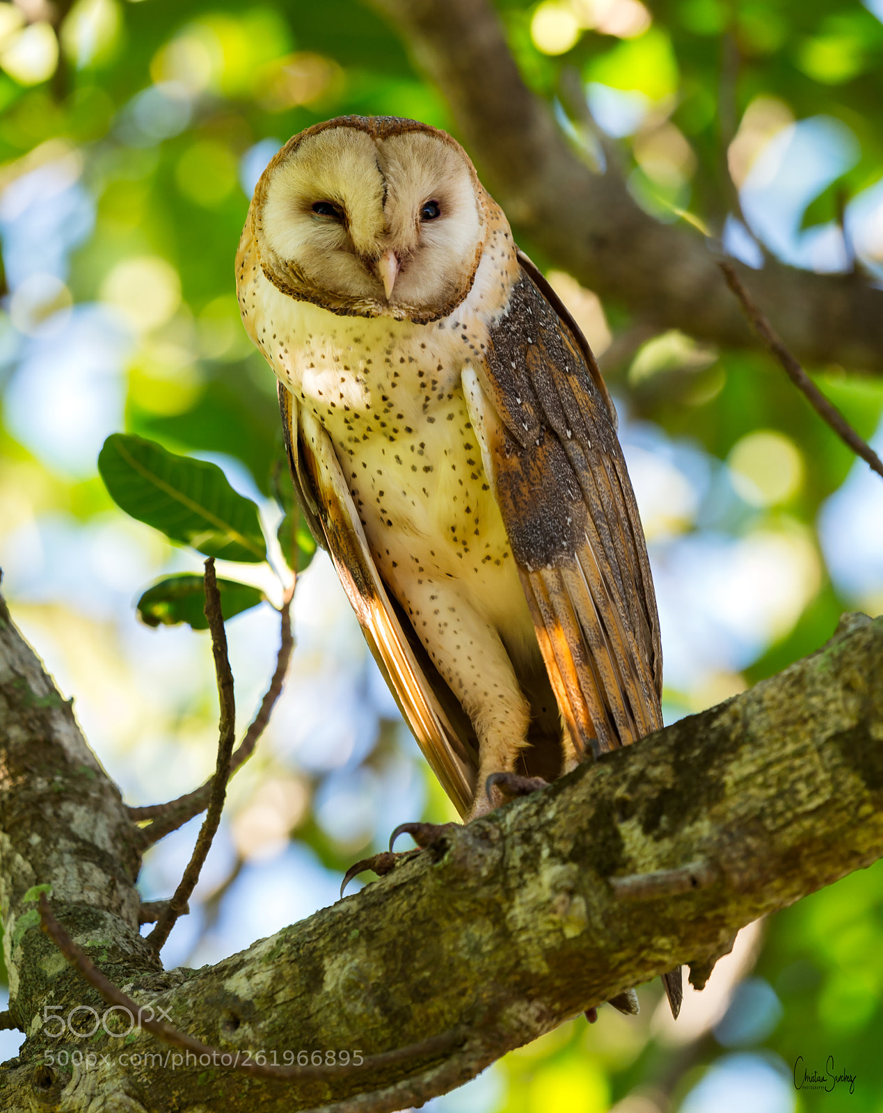 Nikon D4 sample photo. Barn-owl photography