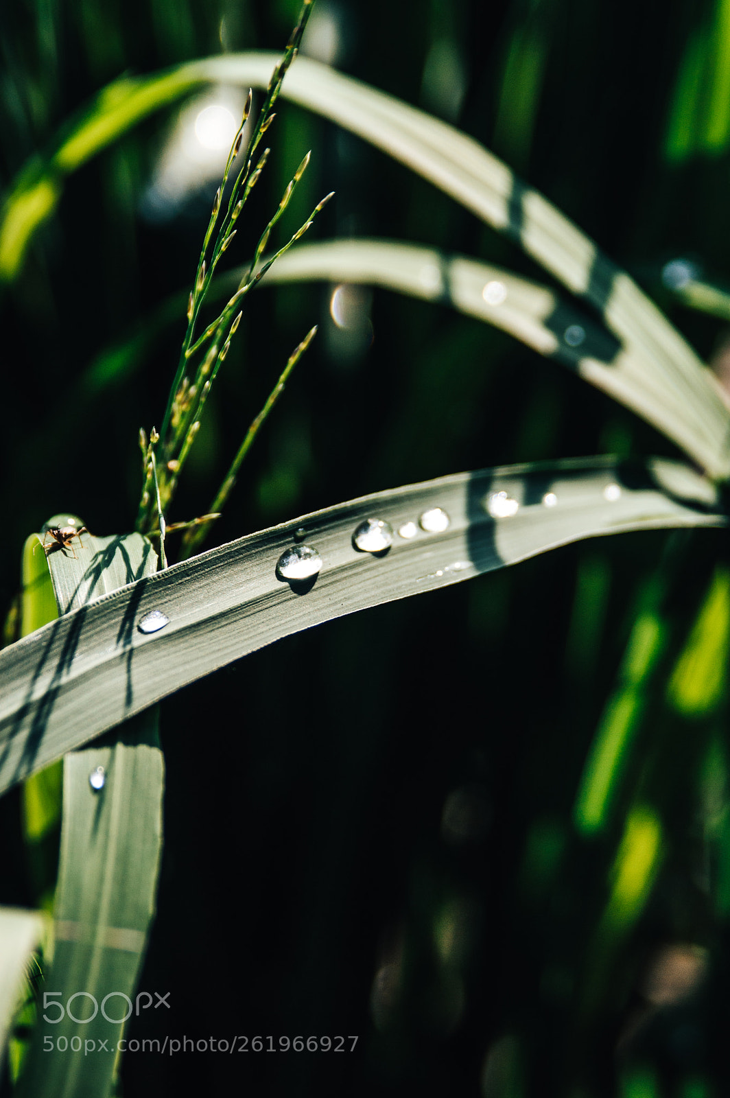 Nikon D3200 sample photo. After rain photography