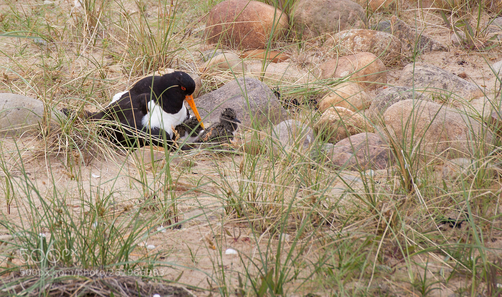 Canon EOS 5D Mark II sample photo. A nest at the photography