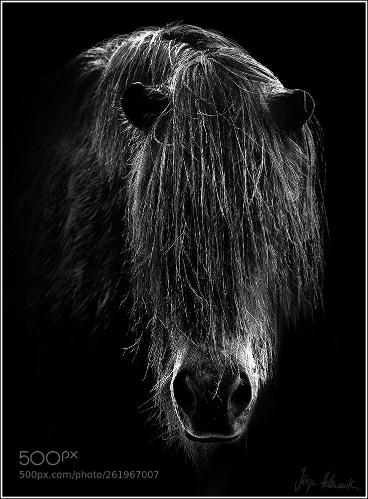 Canon EOS-1D X Mark II sample photo. Horse photography