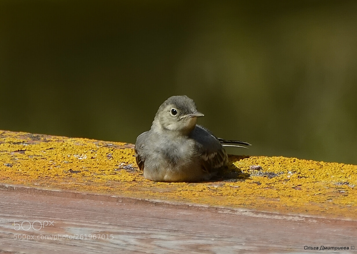 Nikon D7000 sample photo. *** photography