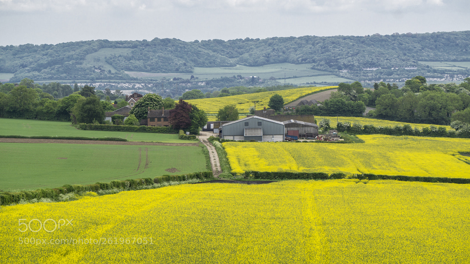Sony a6000 sample photo. Rapeseed farm photography