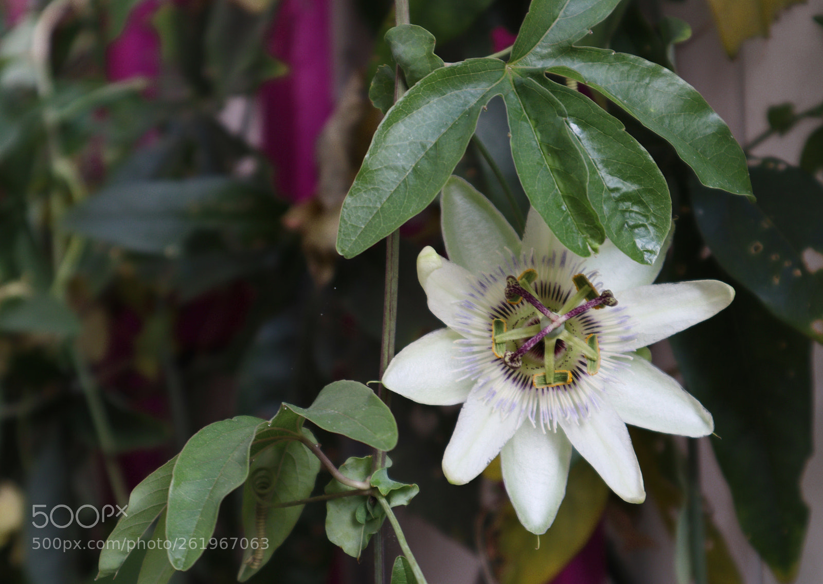 Canon EOS M50 (EOS Kiss M) sample photo. Lonely flower photography