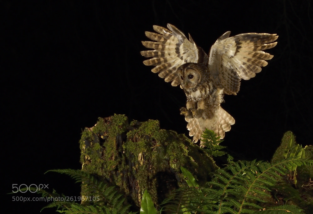 Nikon D7200 sample photo. Tawny owl photography