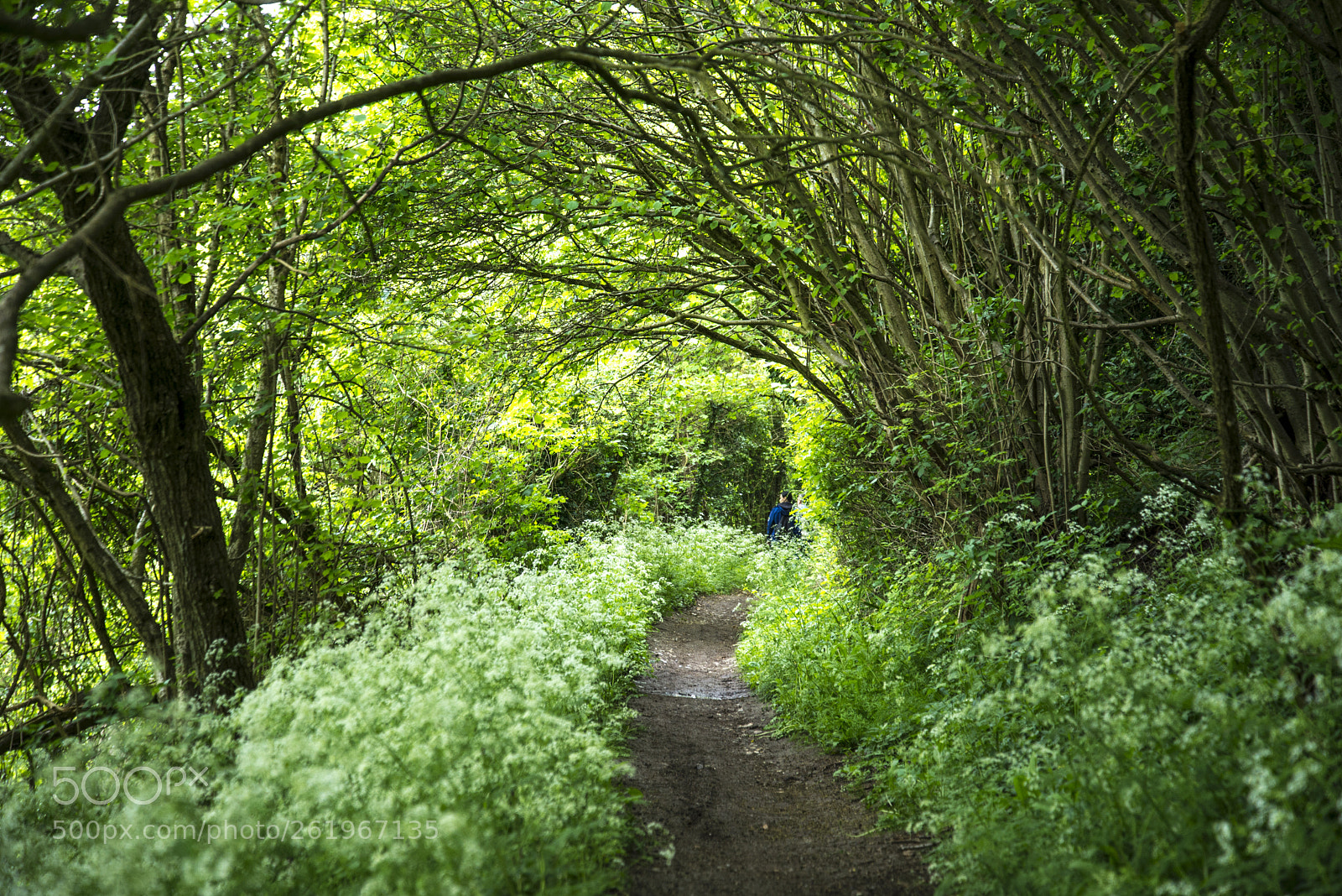 Nikon D600 sample photo. Forest photography