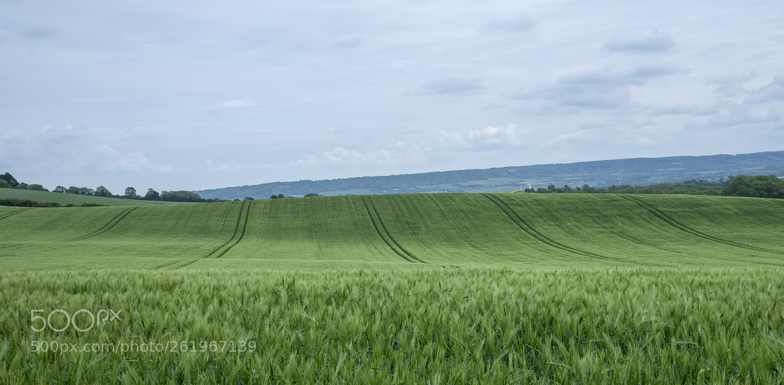Nikon D600 sample photo. Green field photography