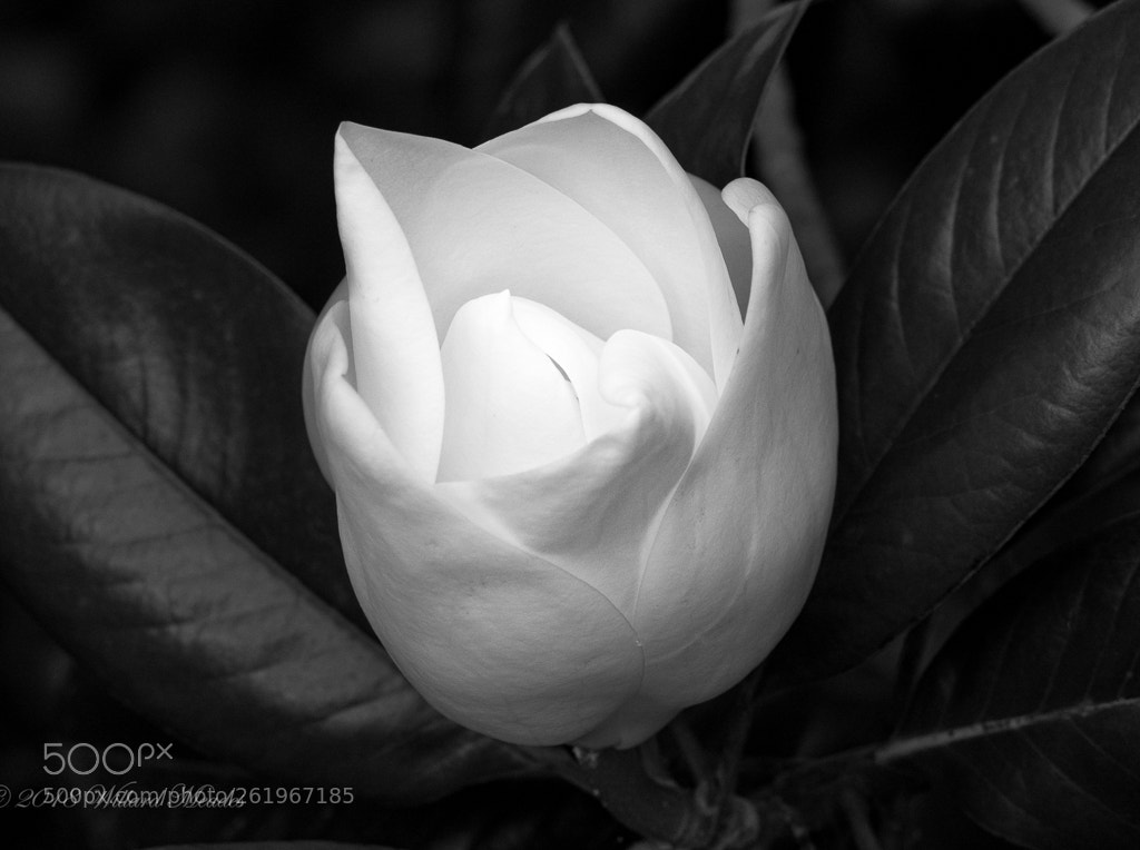 Sony Cyber-shot DSC-RX10 IV sample photo. Magnolia photography