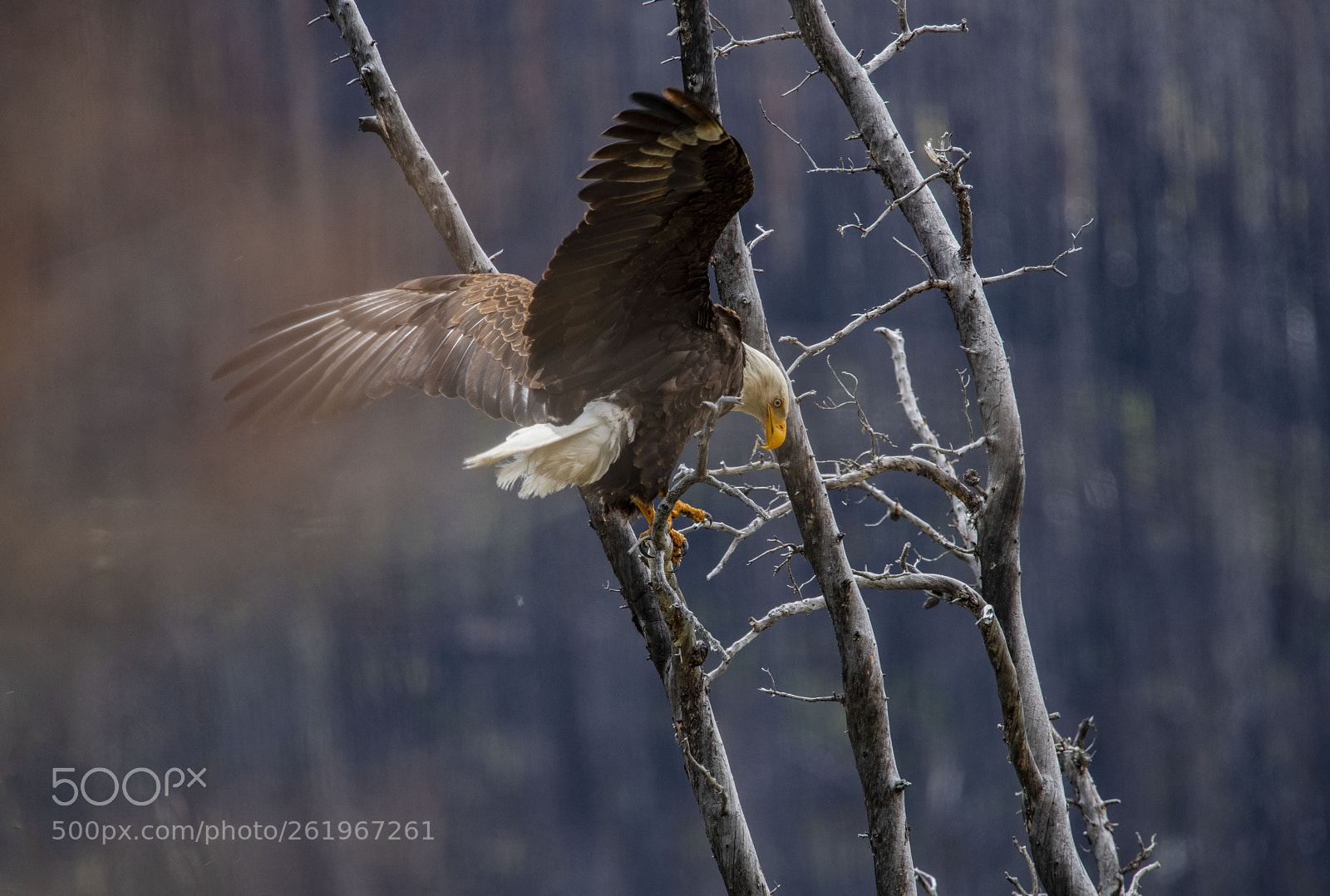 Nikon D850 sample photo. Haliaeetus leucocephalus-jasper national park photography