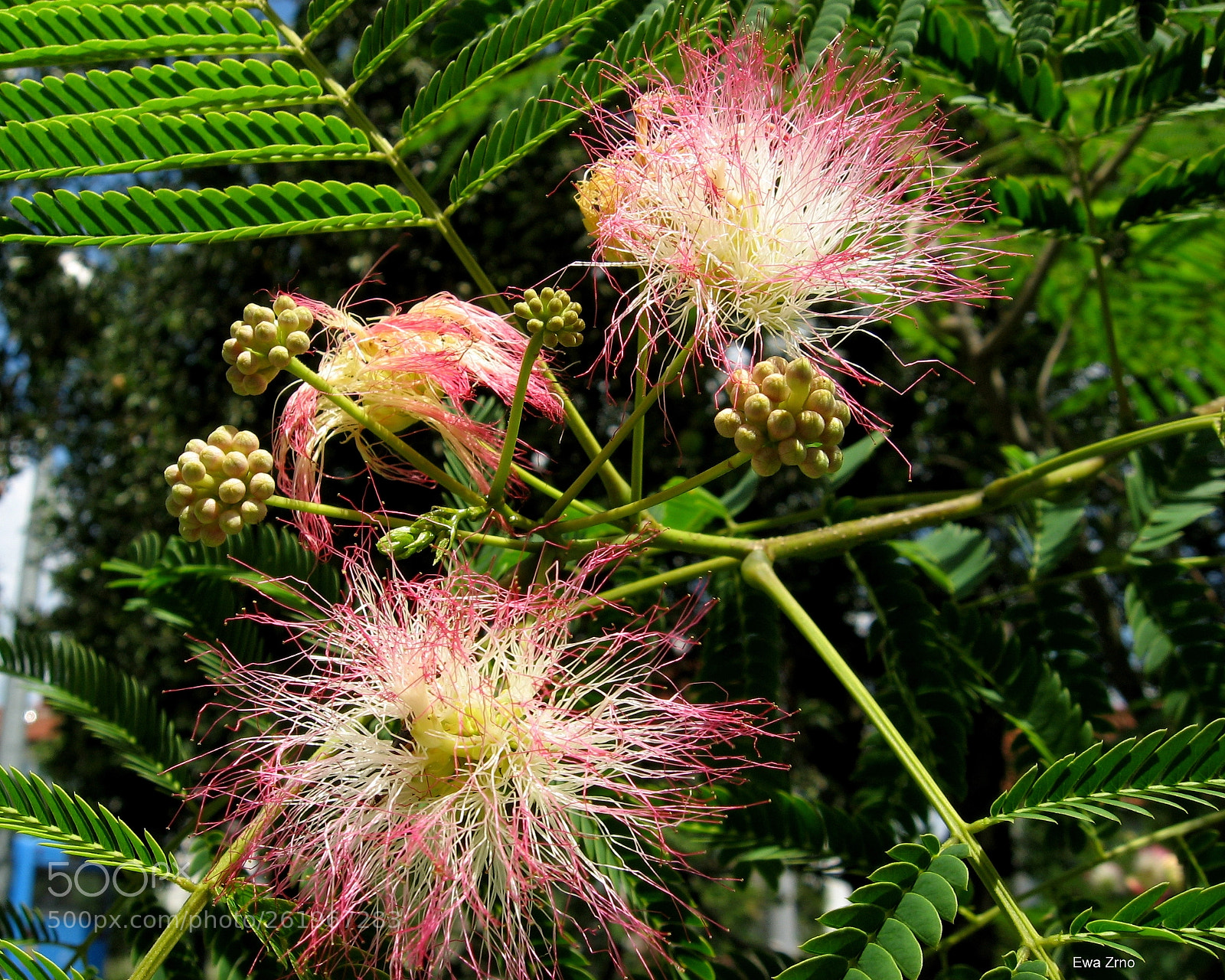 Canon POWERSHOT A540 sample photo. Albizia. photography