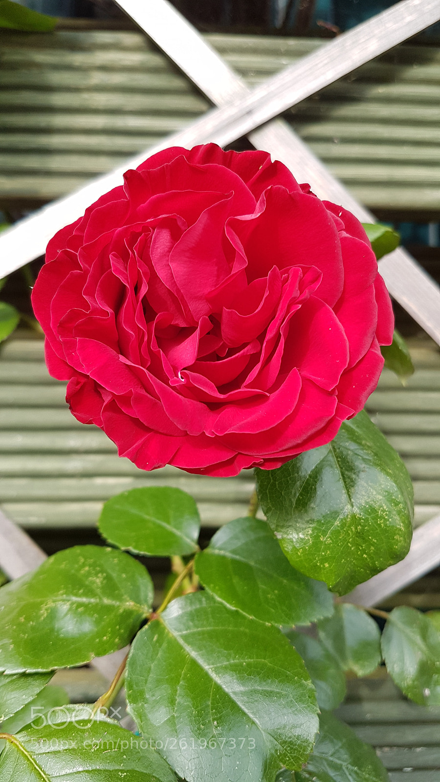 Samsung Galaxy S7 Edge sample photo. Untitled photography