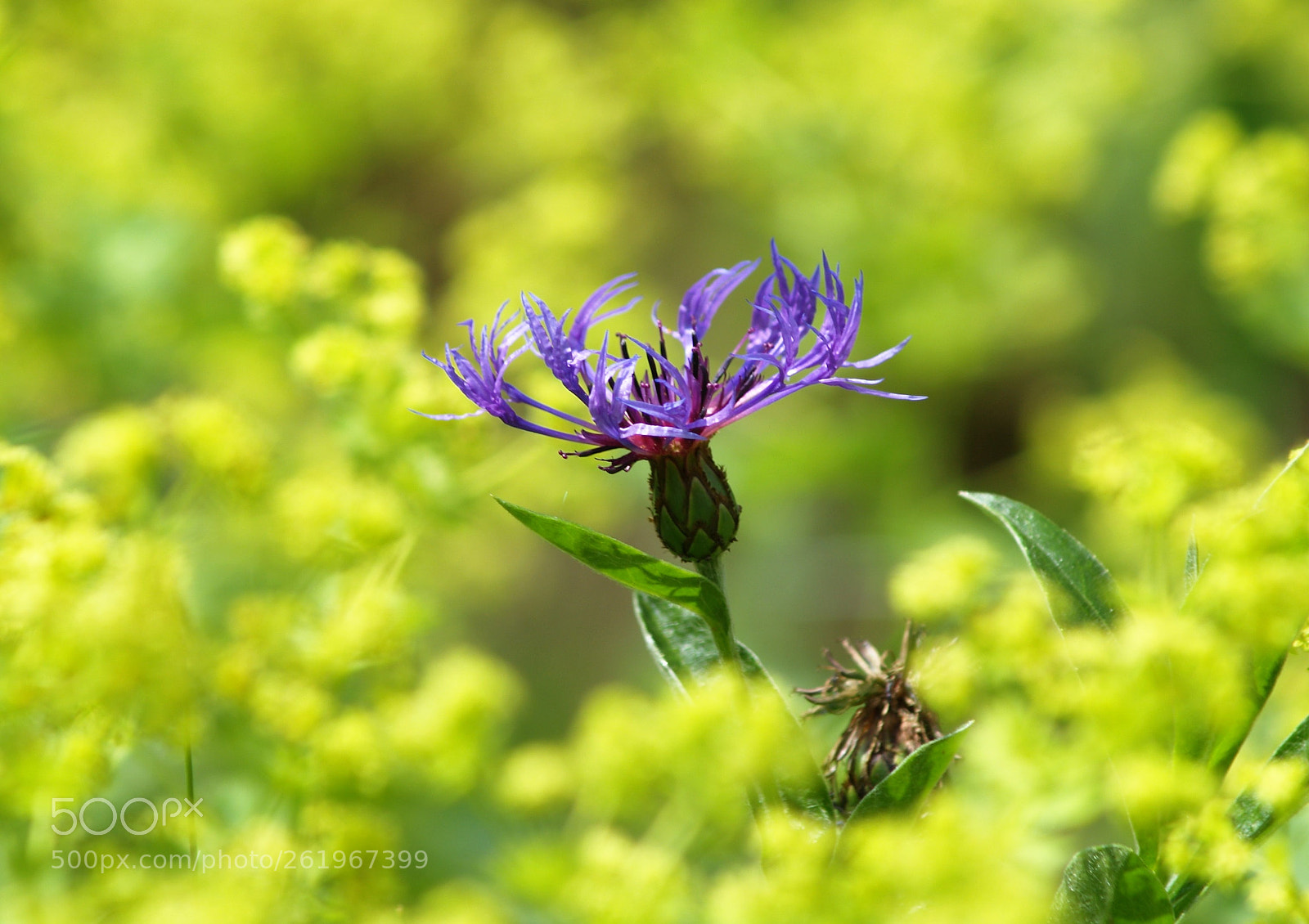 Olympus E-500 (EVOLT E-500) sample photo. Cornflower photography