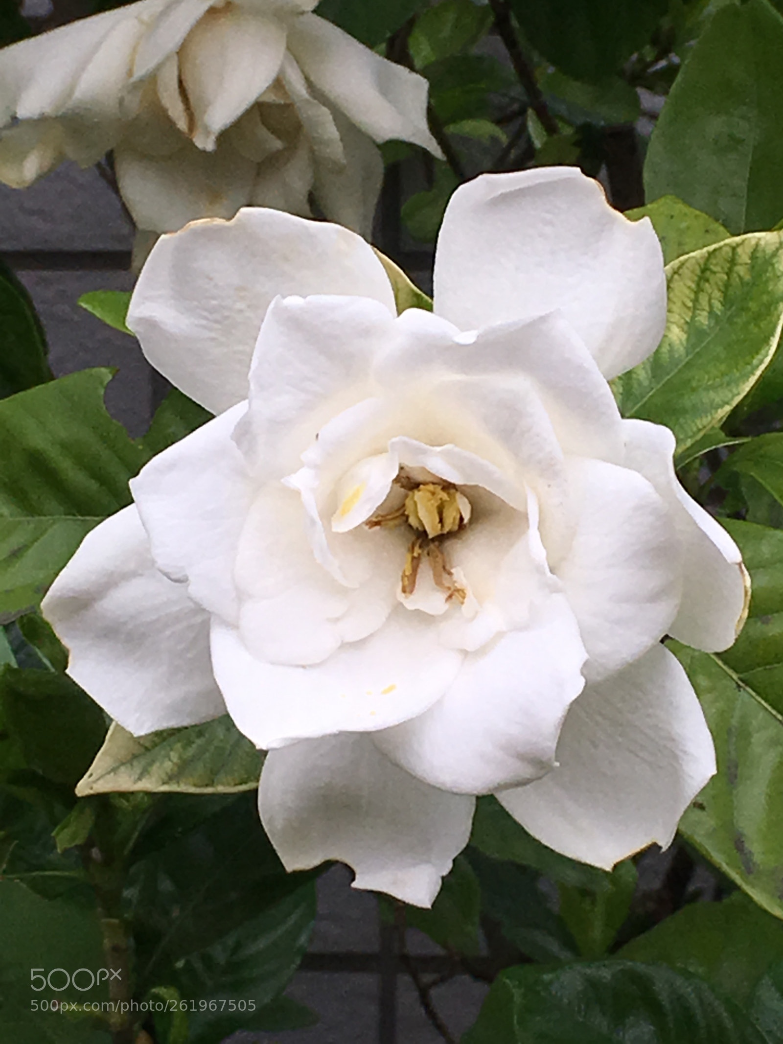 Apple iPhone 6s Plus sample photo. Summer2018 flowers photography