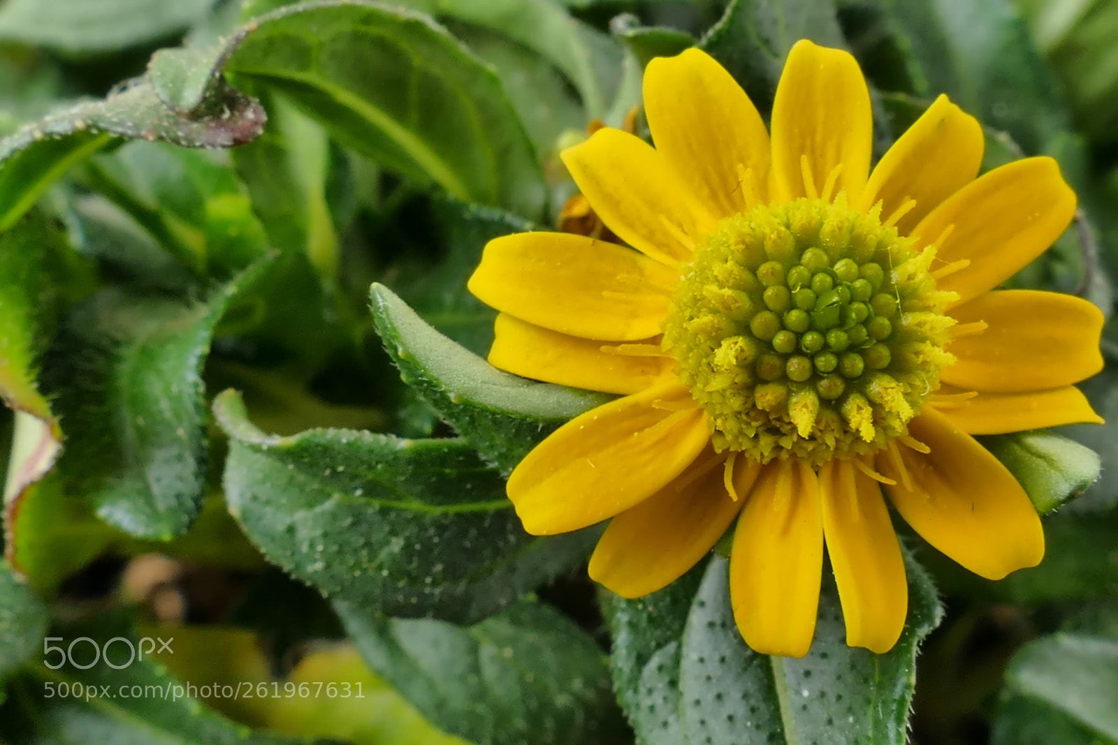 Panasonic Lumix DMC-FZ1000 sample photo. Aztec gold photography