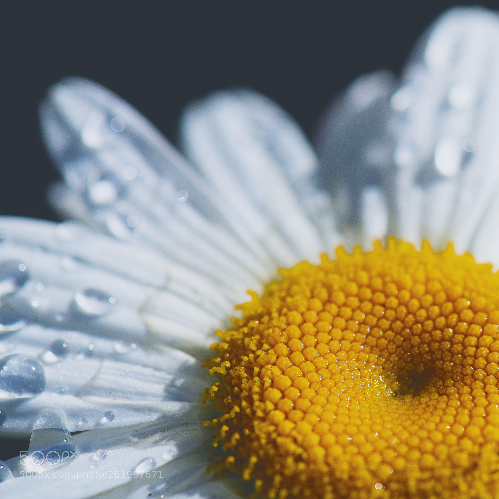 Nikon D850 sample photo. Morning fresh photography