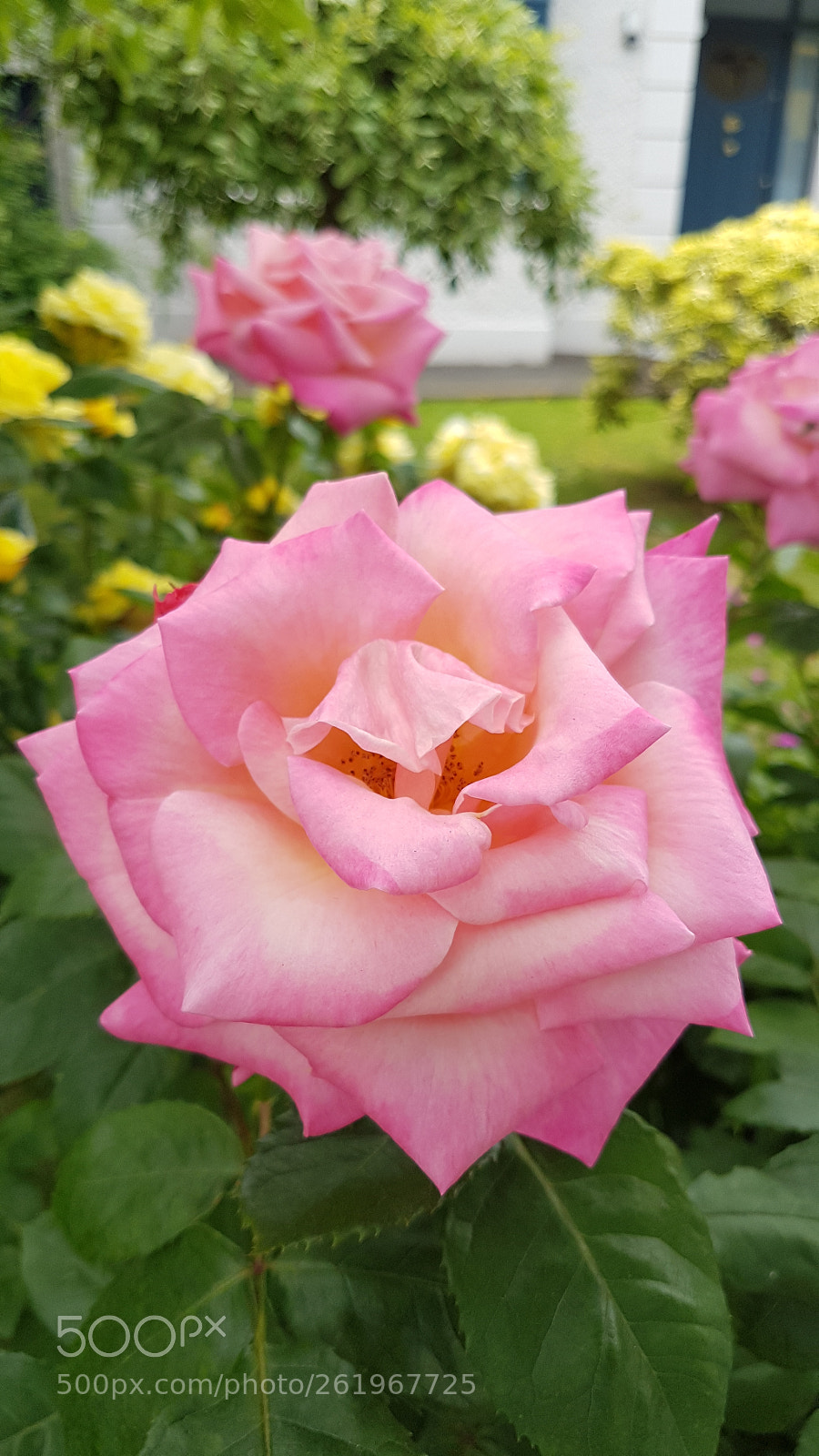 Samsung Galaxy S7 Edge sample photo. Untitled photography