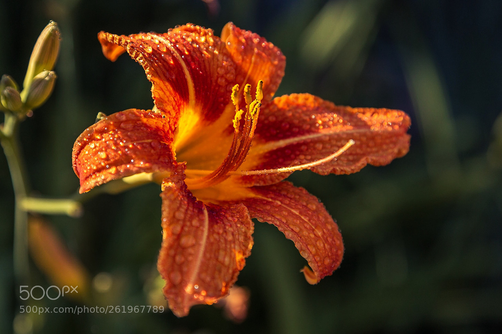 Canon EOS 6D sample photo. Untitled photography