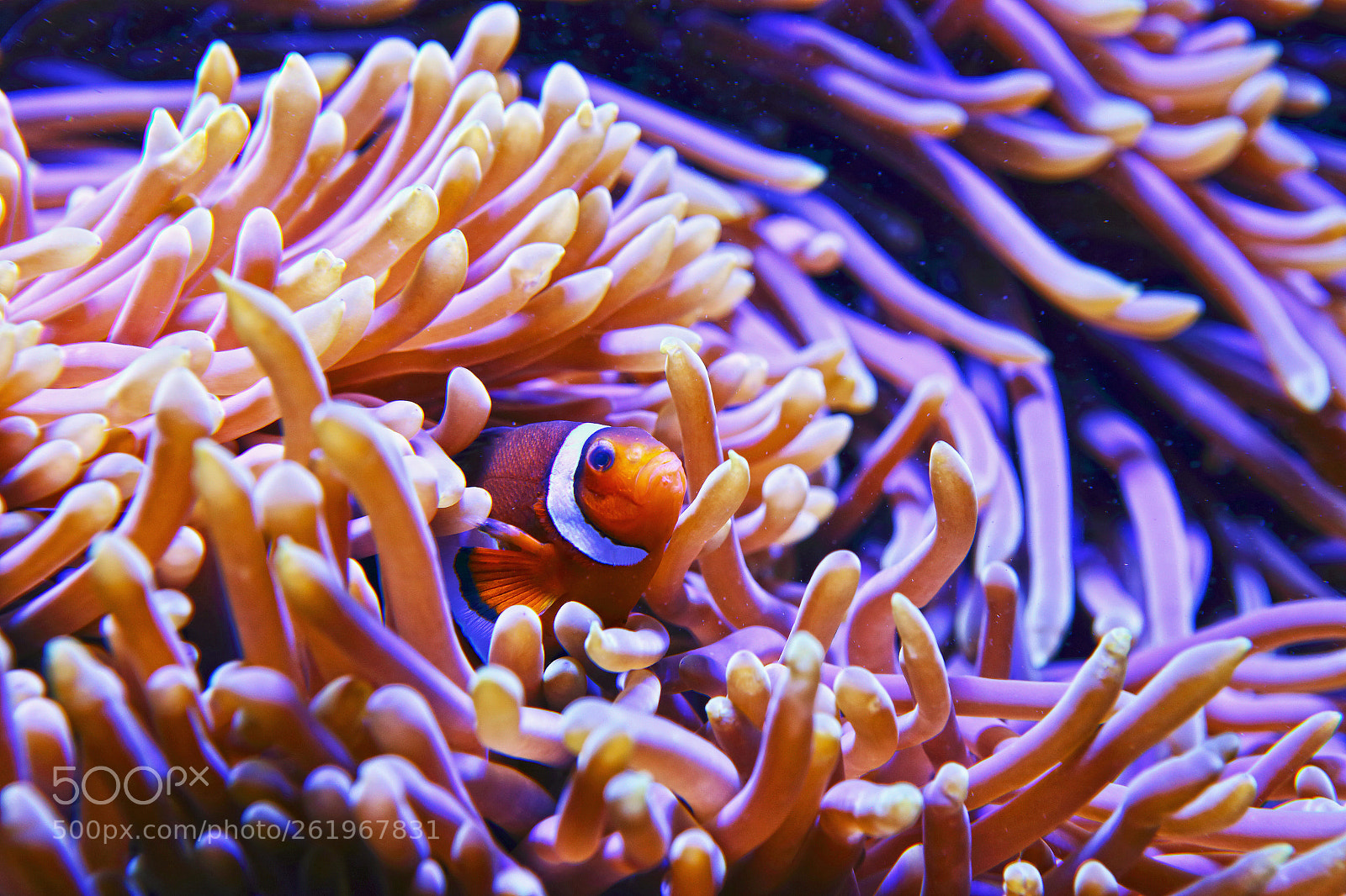 Canon EOS 6D sample photo. Sea anemone with tenant photography