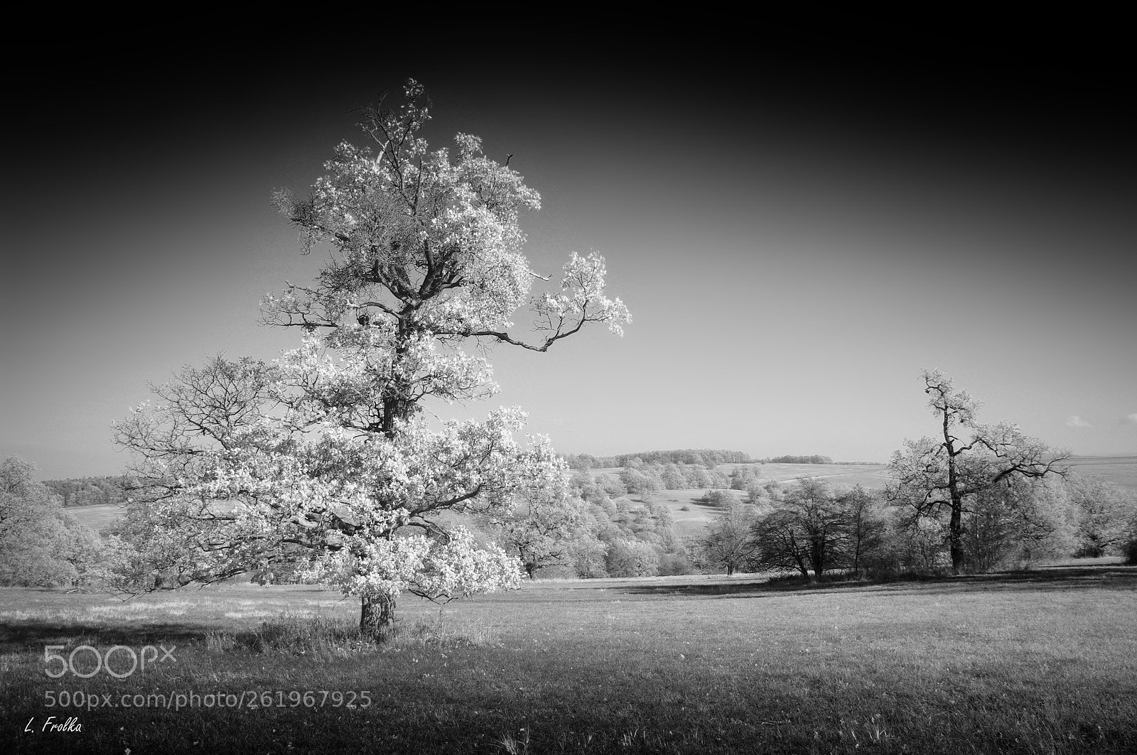 Pentax K20D sample photo. The white tree photography