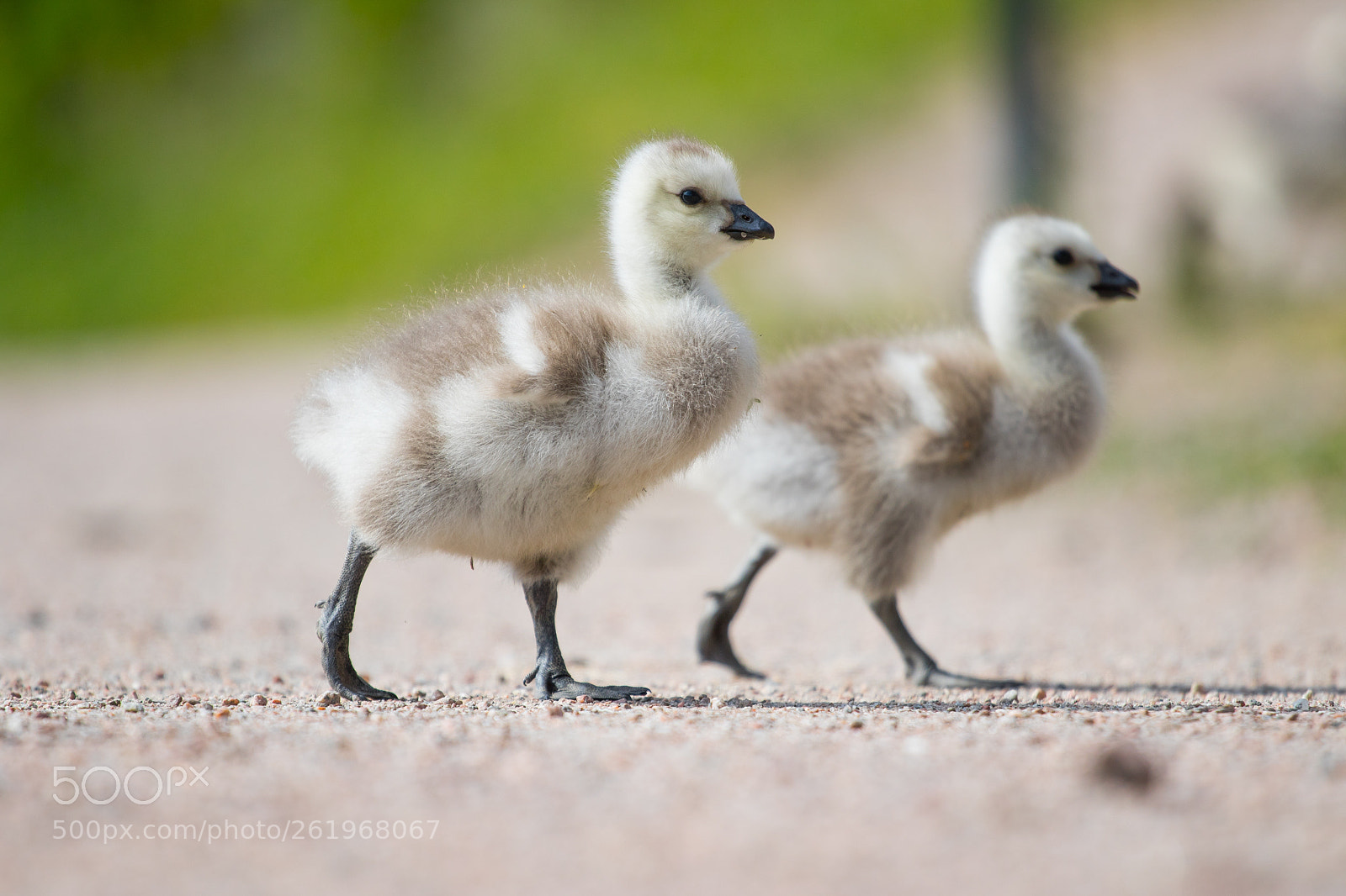 Canon EOS 7D Mark II sample photo. Little ones photography