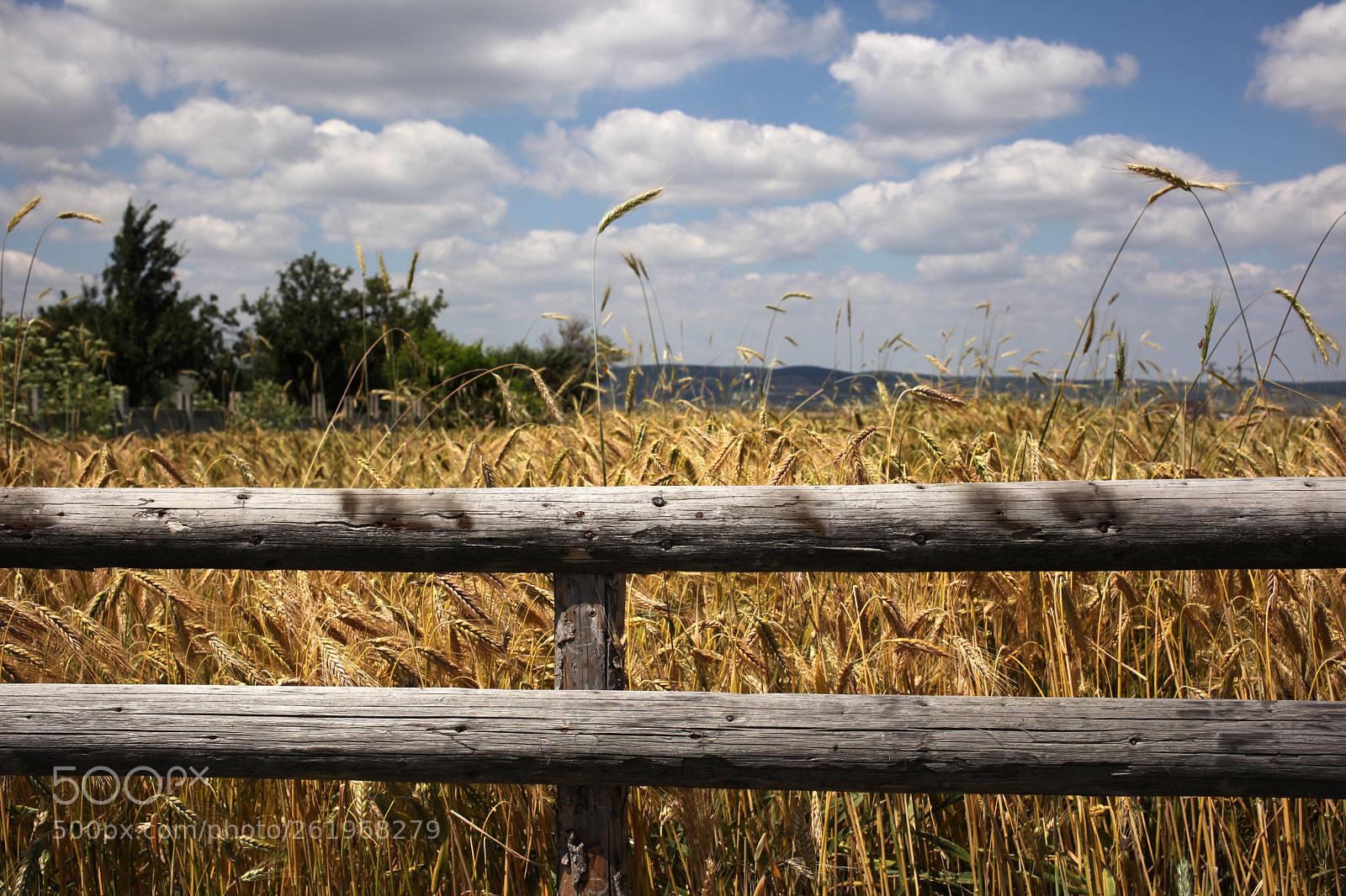 Canon EOS 5D Mark II sample photo. Waiting for the harvest photography