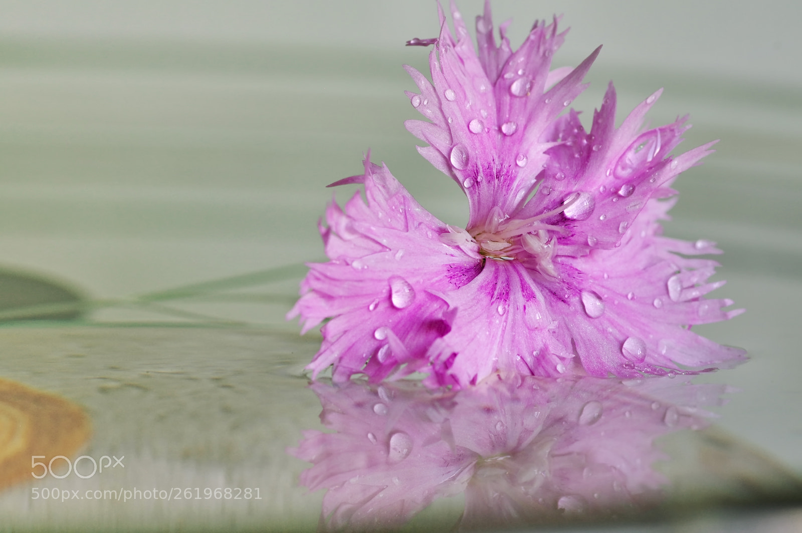 Pentax K-3 II sample photo. Flower photography