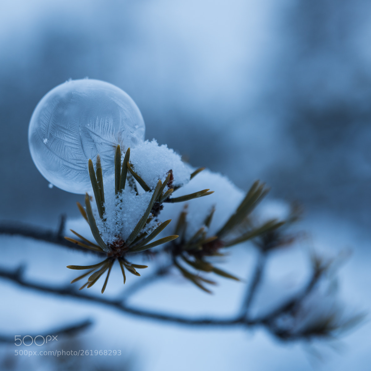 Nikon D750 sample photo. Fruit d'hiver photography