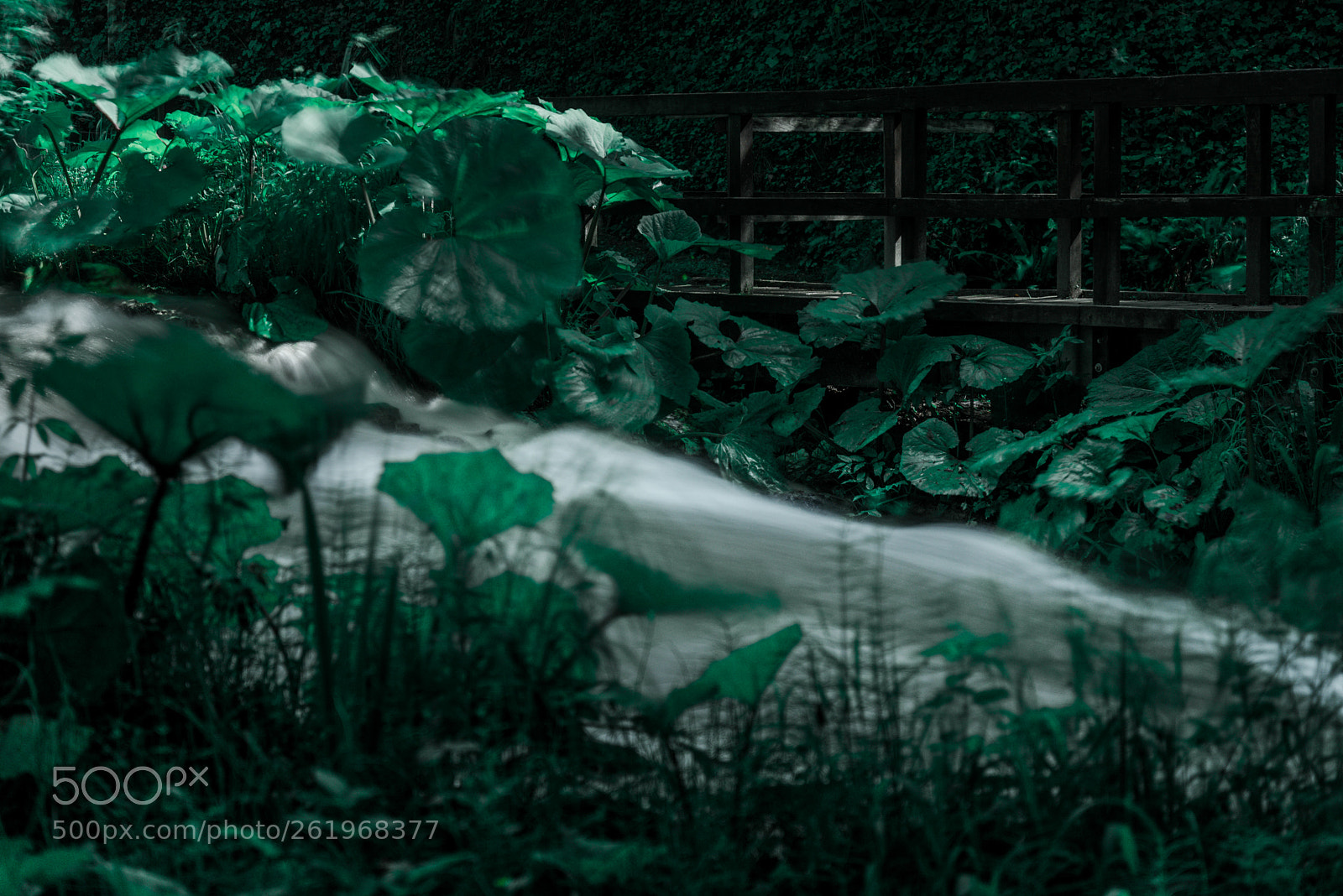 Nikon D750 sample photo. Sad nature photography