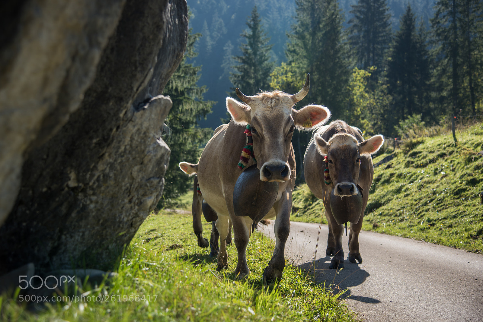Nikon D810 sample photo. Alp abfahrt photography