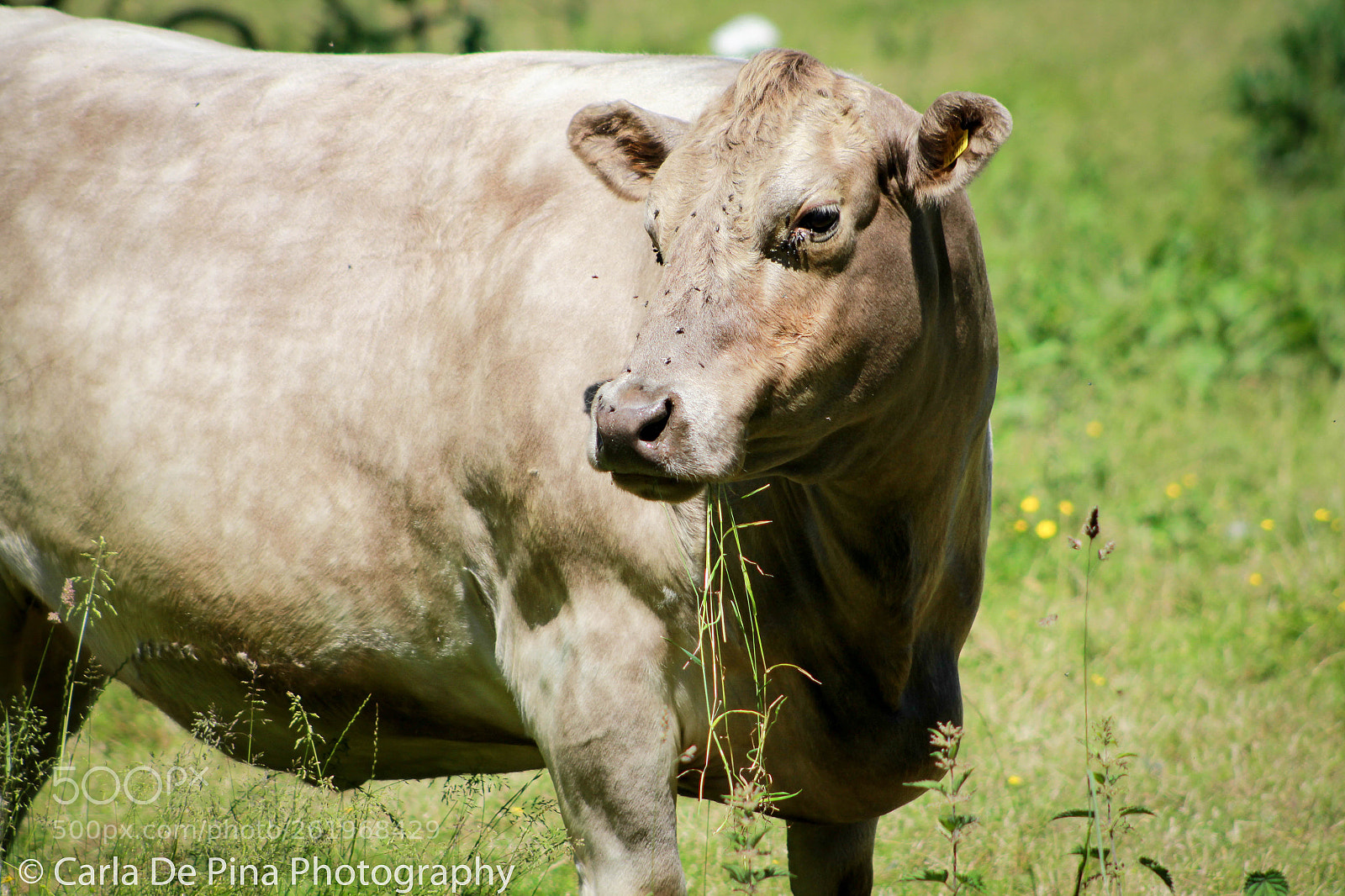 Canon EOS 700D (EOS Rebel T5i / EOS Kiss X7i) sample photo. Cows life .. photography