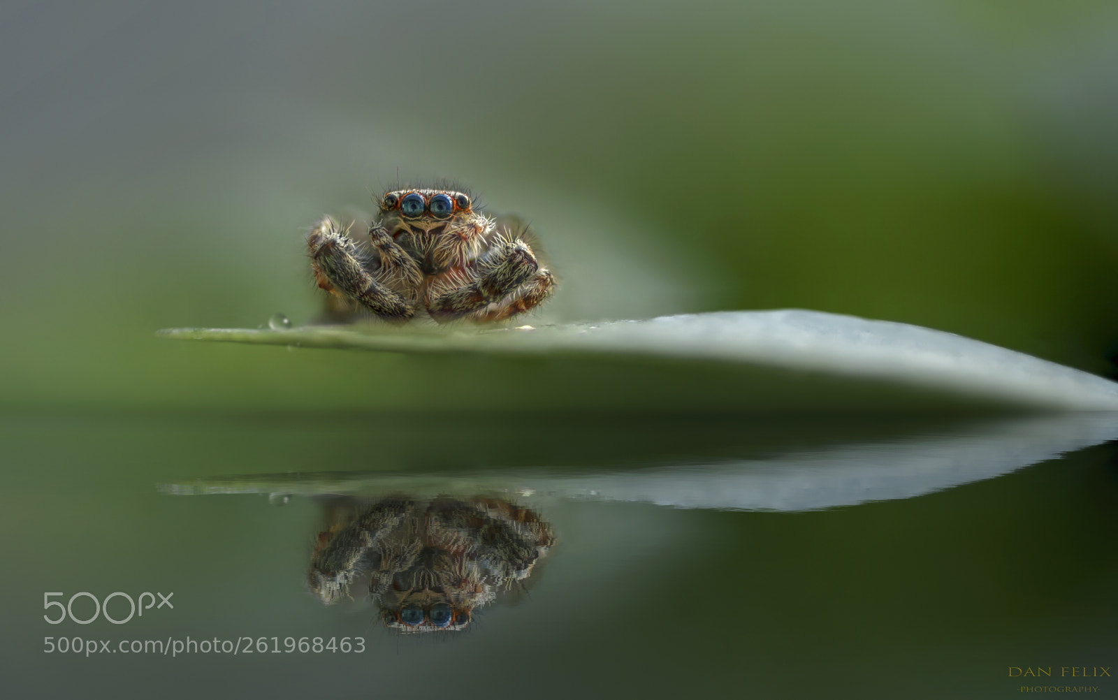 Nikon D810 sample photo. Microcosmos photography