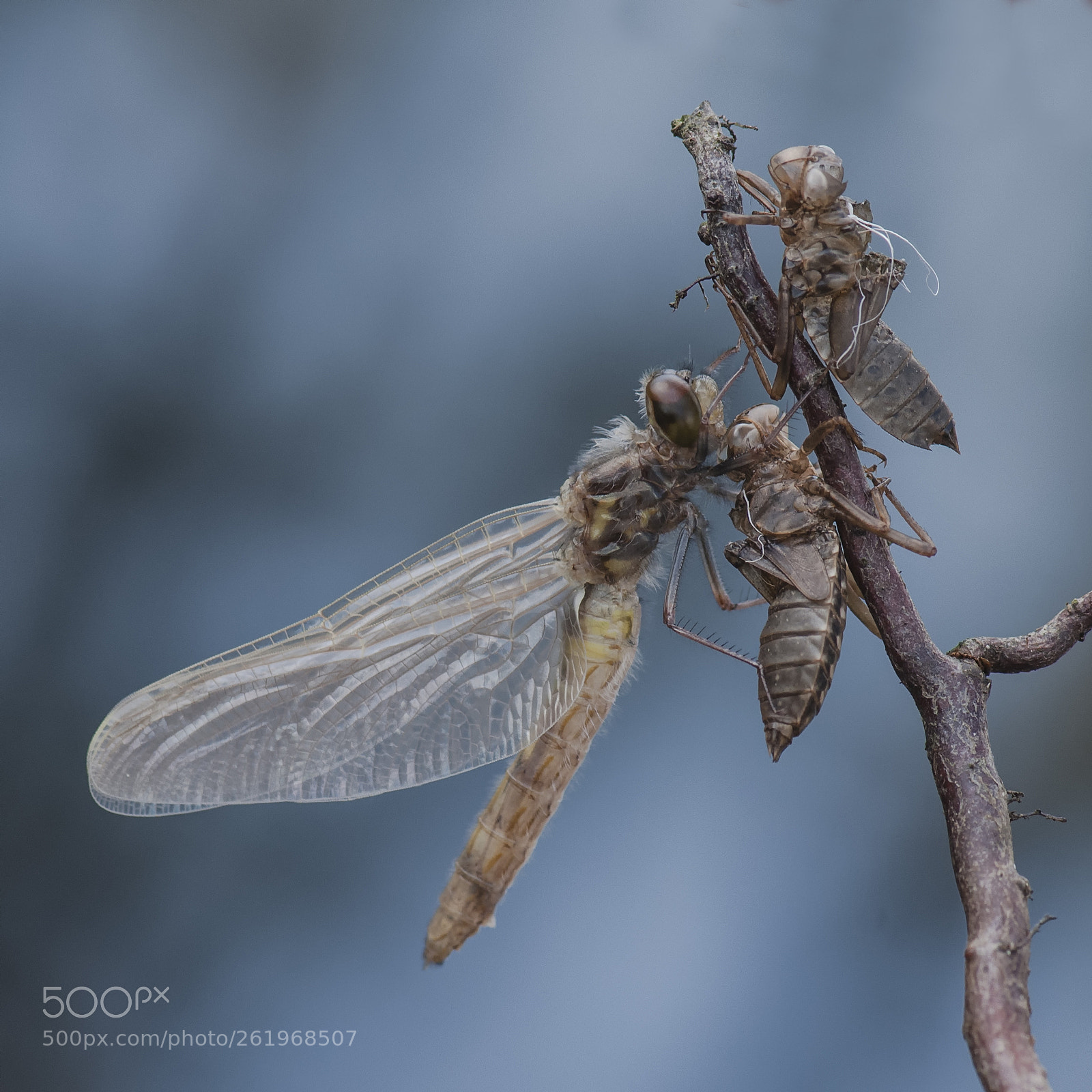 Nikon D300 sample photo. Metamorphosis photography