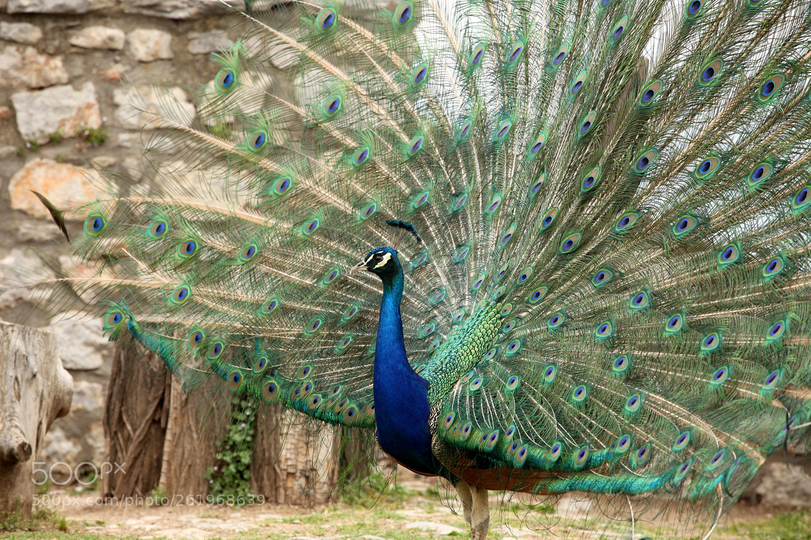 Canon EOS 5D Mark II sample photo. Peacock photography