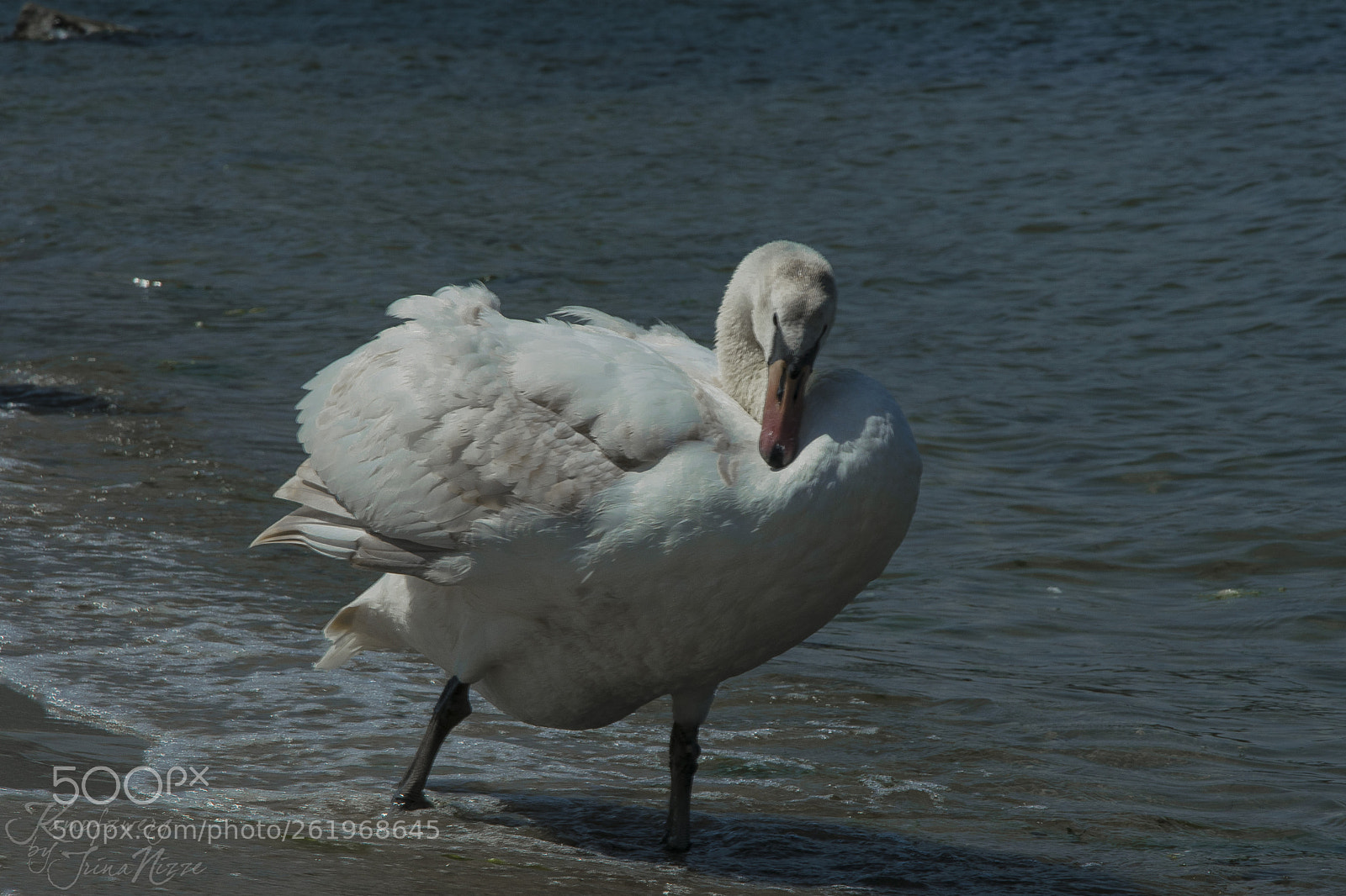 Nikon D3300 sample photo. Untitled photography