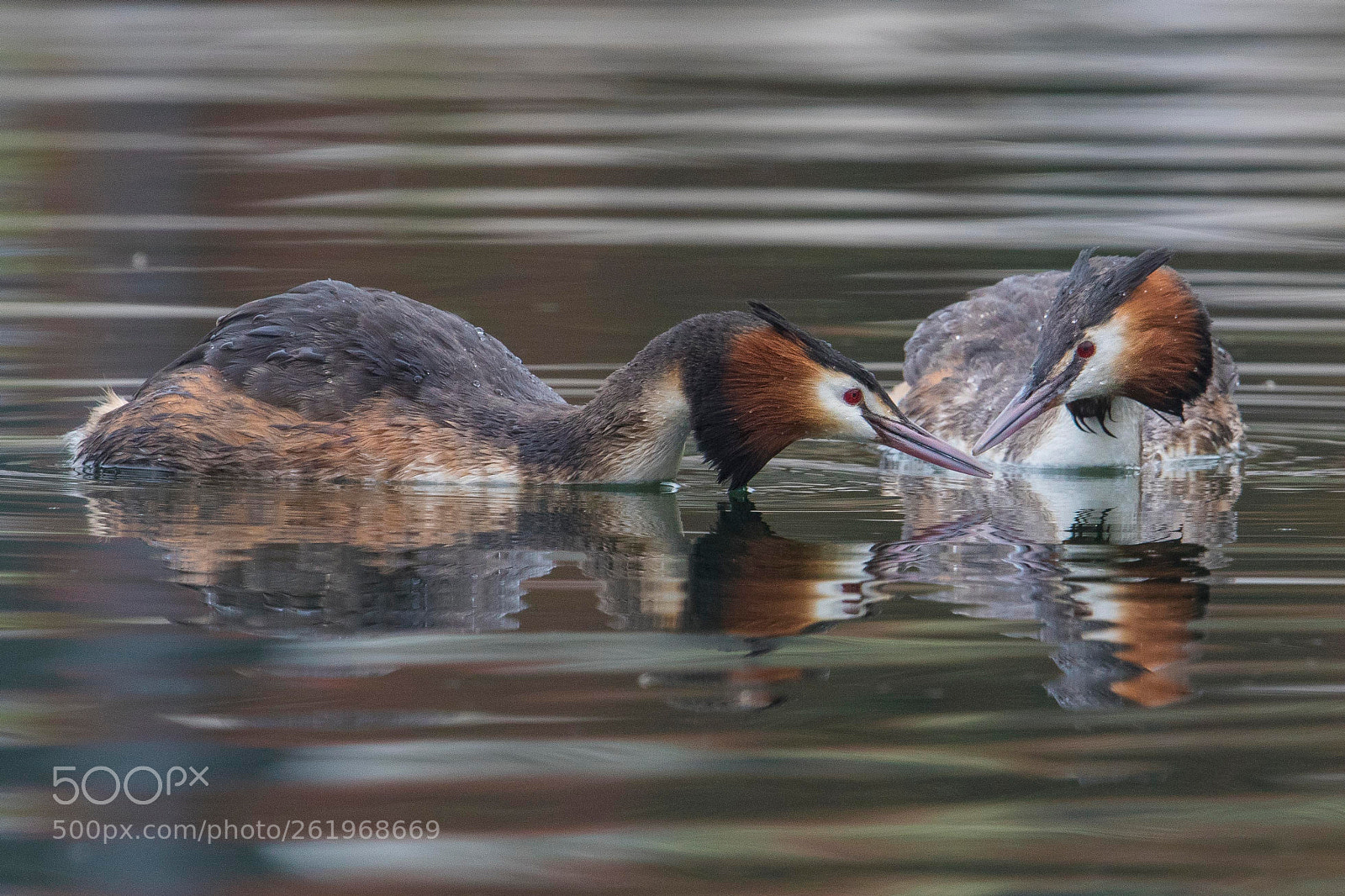 Canon EOS 7D Mark II sample photo. Grebes in love photography